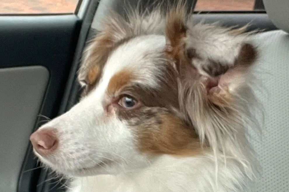 small dog sitting upright in car looking out window alert and not fully settled