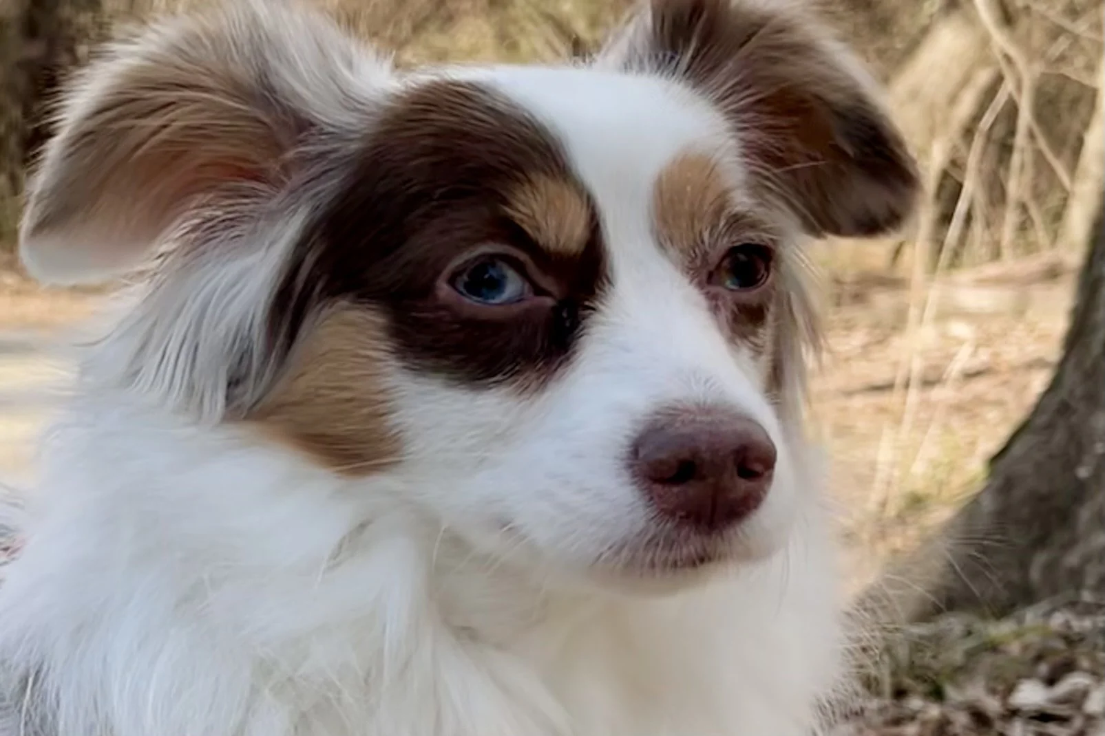 Close-up portrait of a small merle herding dog with a blue eye, calmly observing her surroundings during a quiet roadside stop.