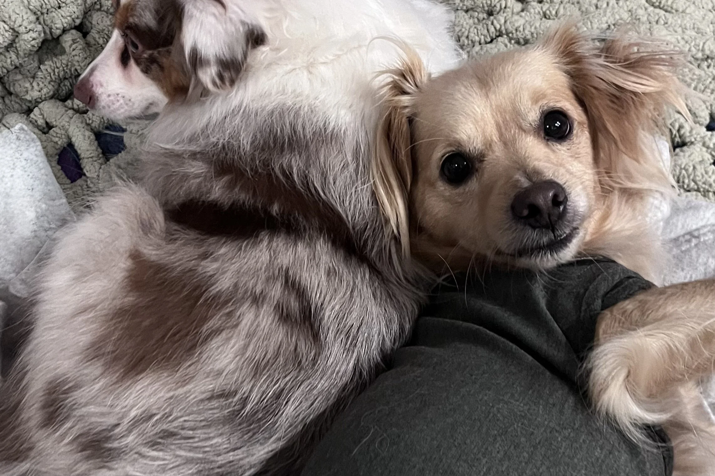 Small dog wearing a calming wrap indoors, helping reduce anxiety in a new environment