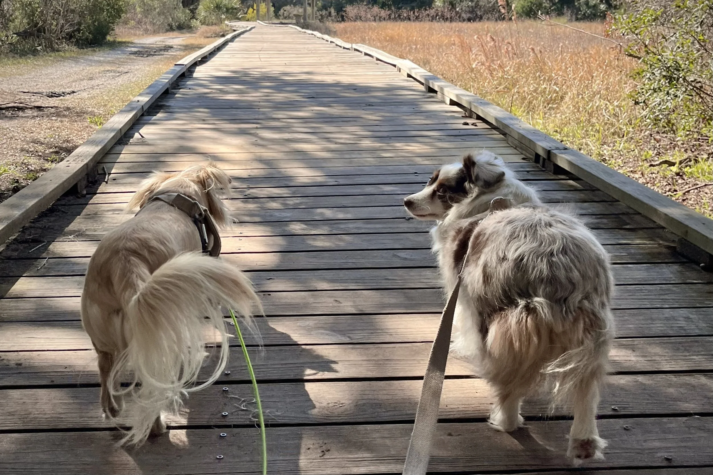 Two small dogs on leashes walking along a wooden path, with one dog looking back and pausing while the other continues ahead