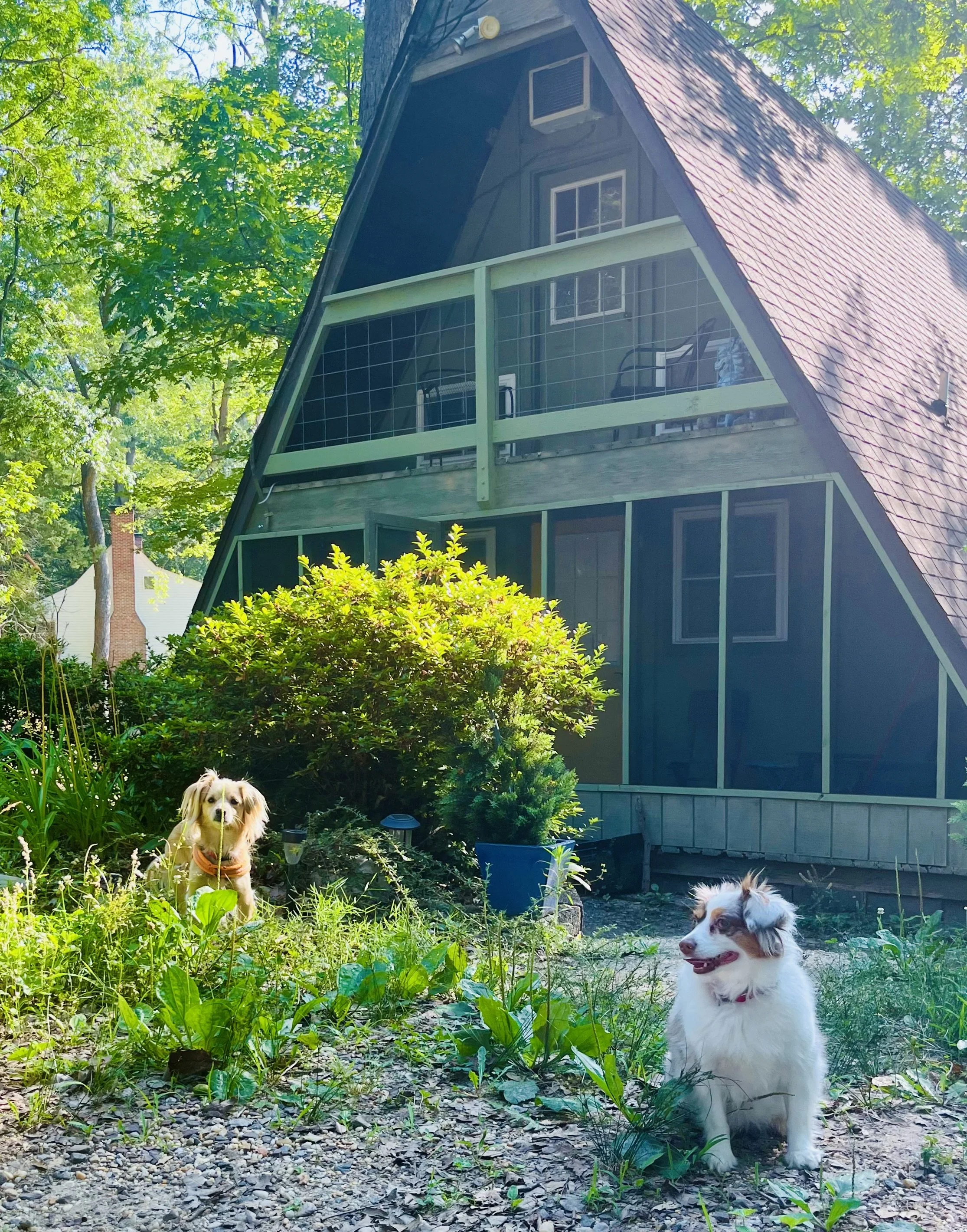 Two dogs sitting in a leafy yard in front of an A-frame cabin, surrounded by trees, shrubs, and dappled sunlight.