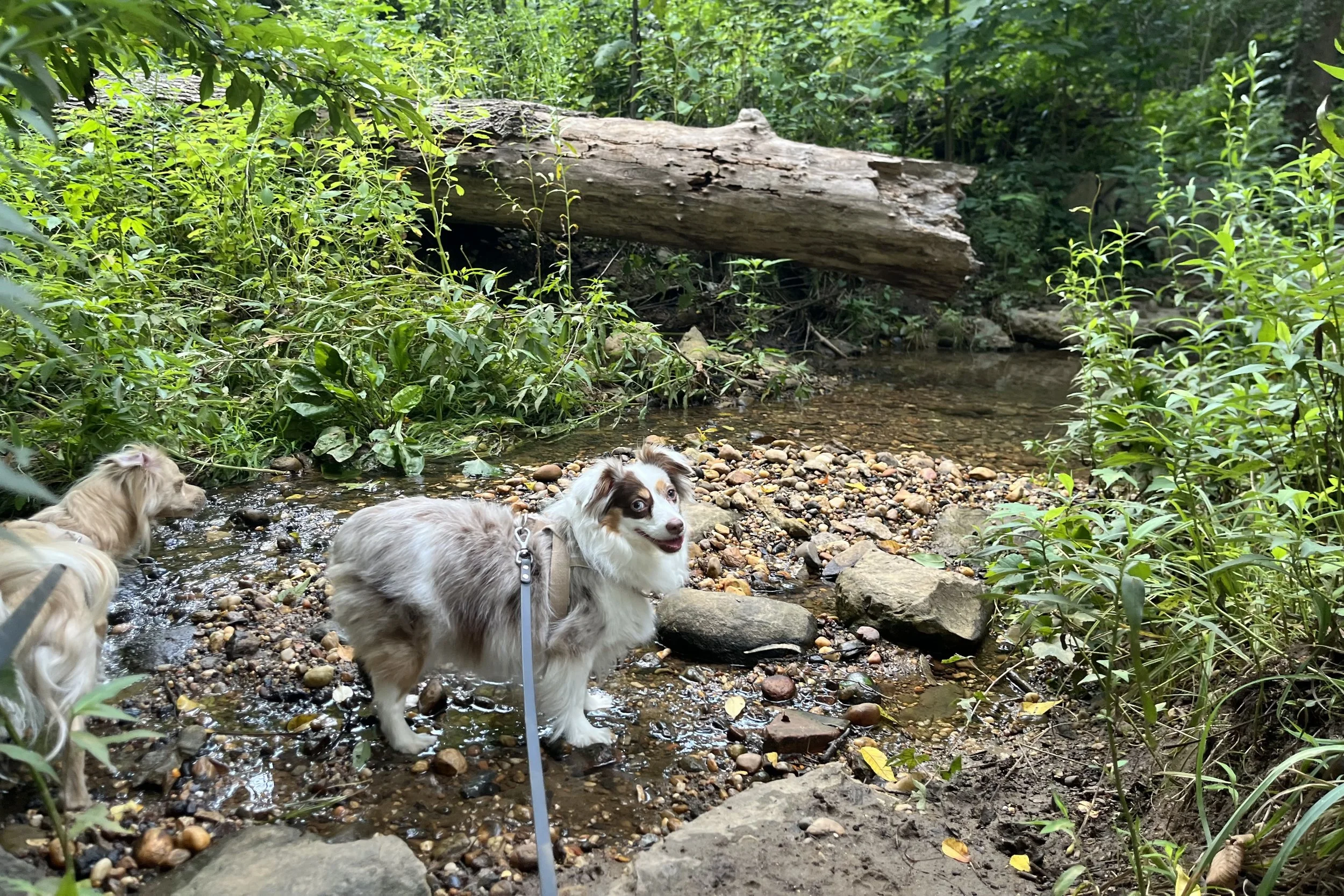 Two small dogs standing beside a shallow rocky stream surrounded by dense woods at Dumbarton Oaks Park in Washington, DC.