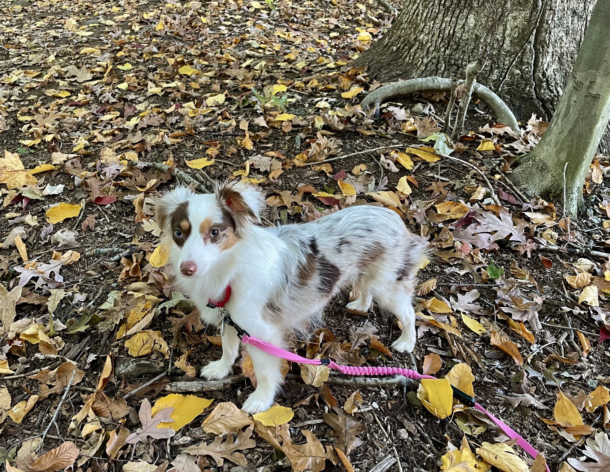 A small dog standing among fallen autumn leaves near a tree, wearing a pink leash.