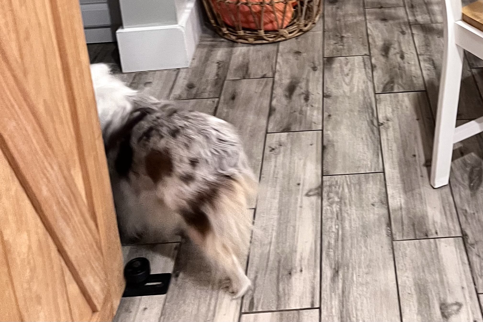 Two small dogs standing alert on a hotel bed during their first night of travel, showing early signs of stress and difficulty settling in a new environment.
