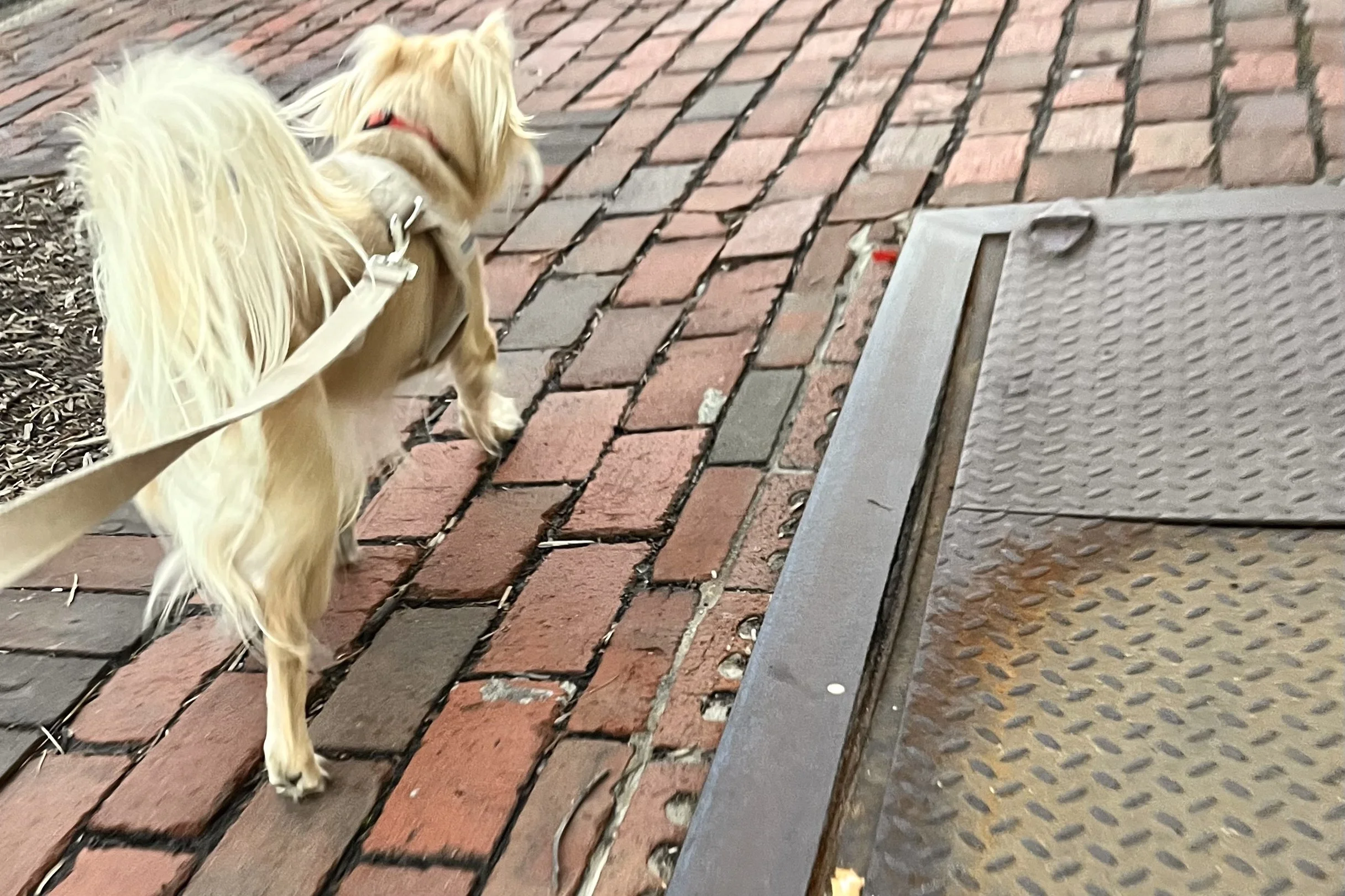 Small dog walking on a brick sidewalk while avoiding a nearby metal street grate during an urban walk.