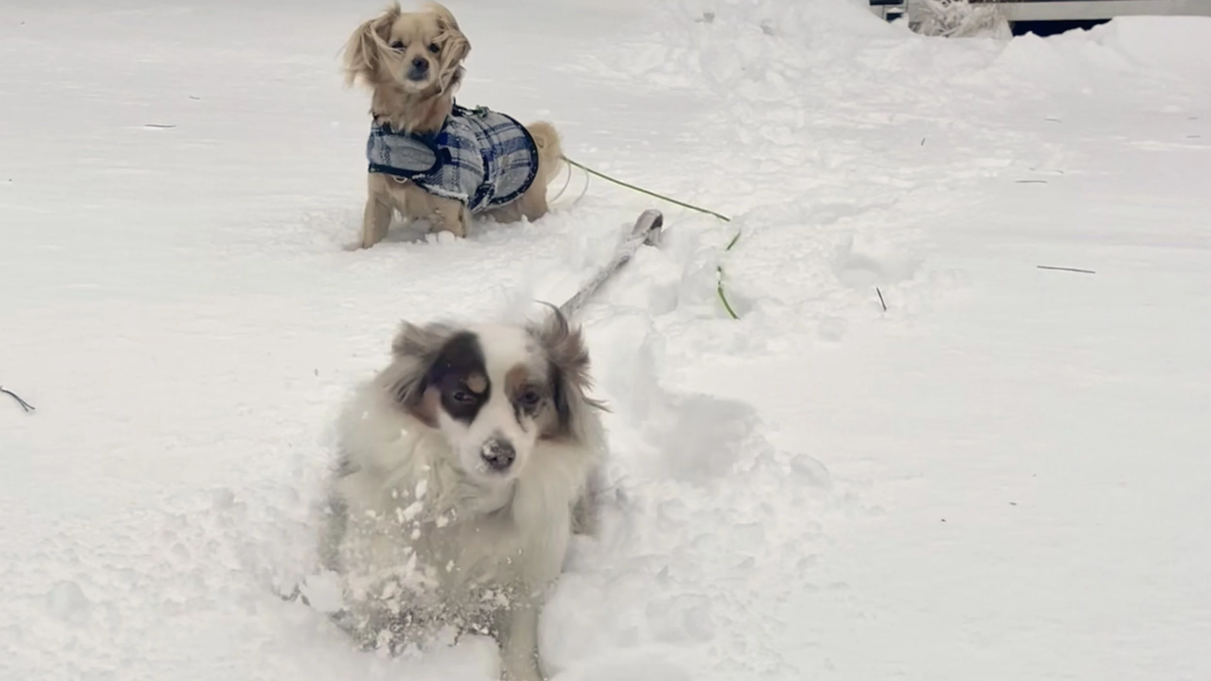 Two dogs navigating deep snow during an unexpected winter stop along the coast.