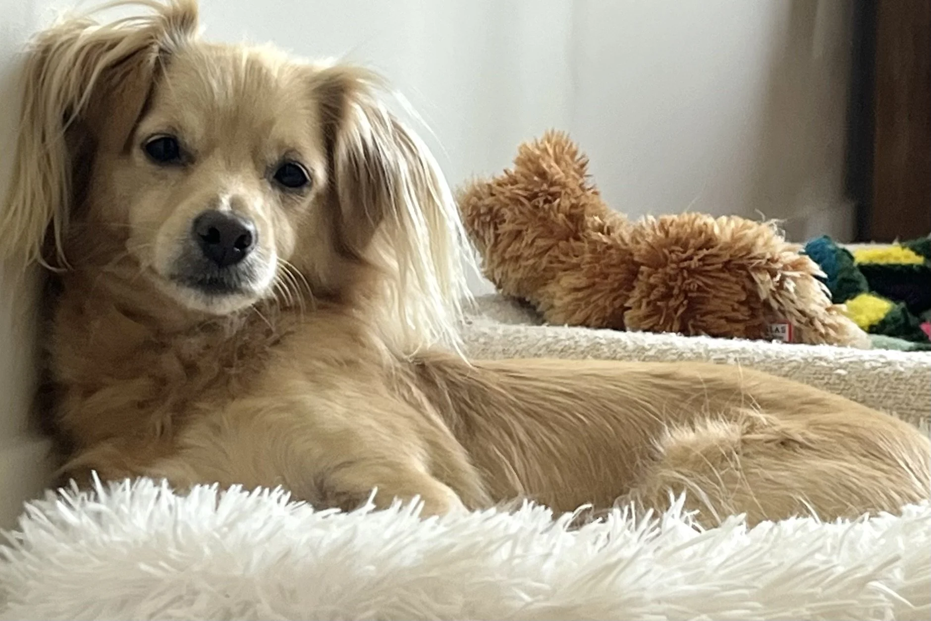 “Archie resting on a fluffy white dog bed at home.”