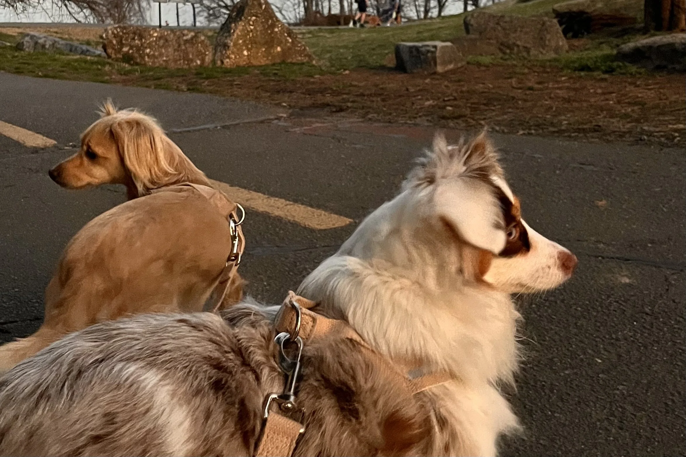 Two small dogs pausing during a walk while looking out over the water at sunset.