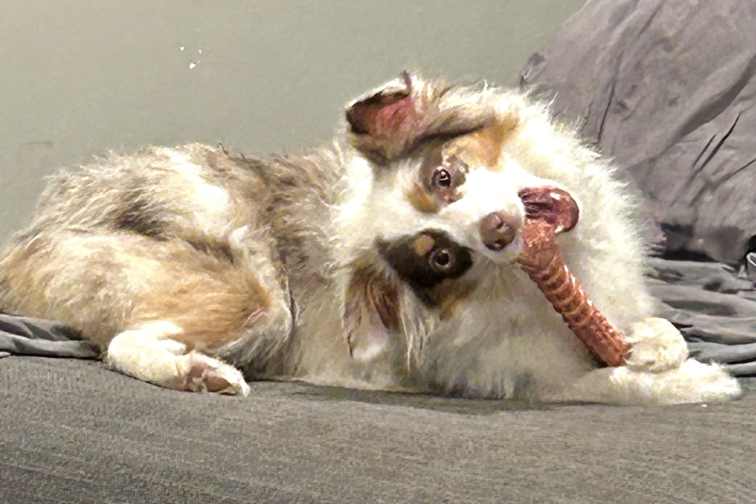 Small dog lying on a couch chewing a long-lasting treat to settle in a new environment during travel.