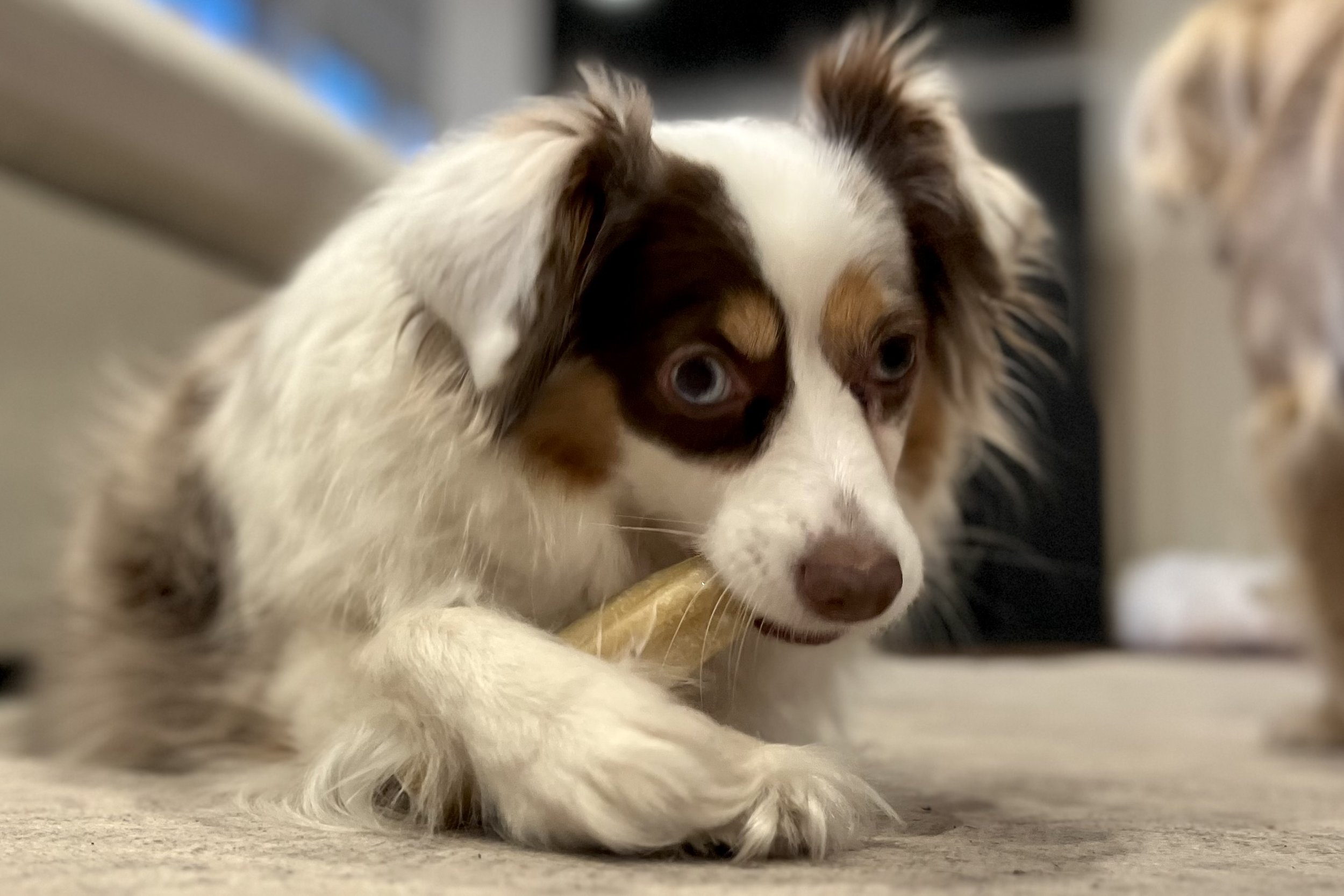 Small dog lying on a carpet chewing a bone, focused and calm, using repetitive chewing behavior to settle in a new environment.
