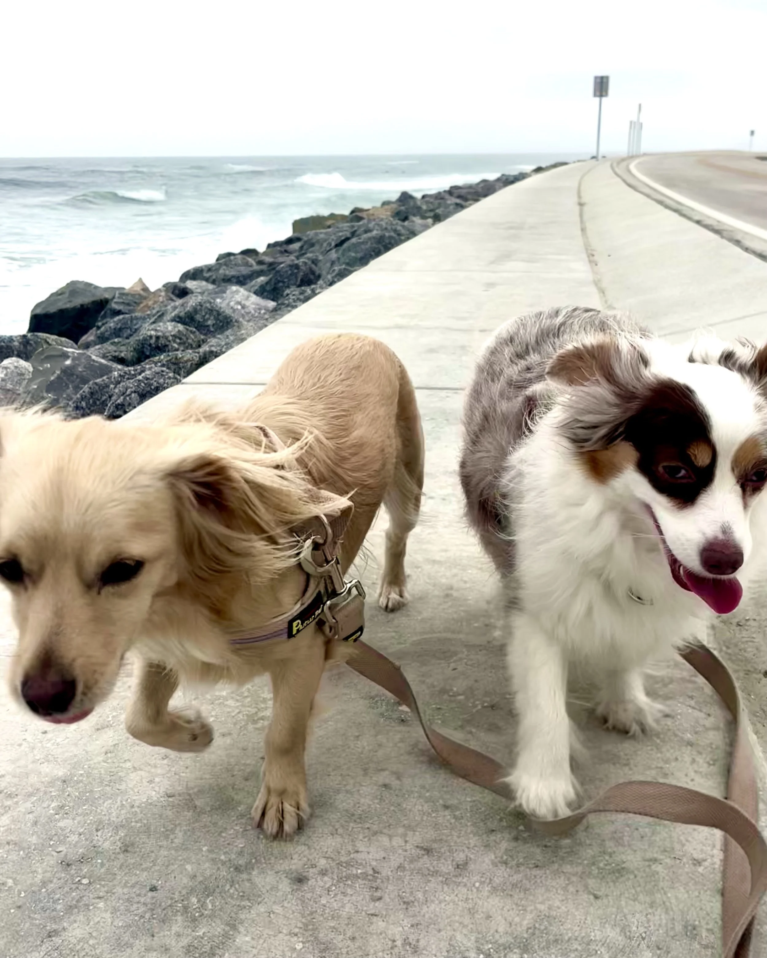Two leashed dogs walking along a concrete jetty at Matanzas Inlet, with rocks and water nearby.