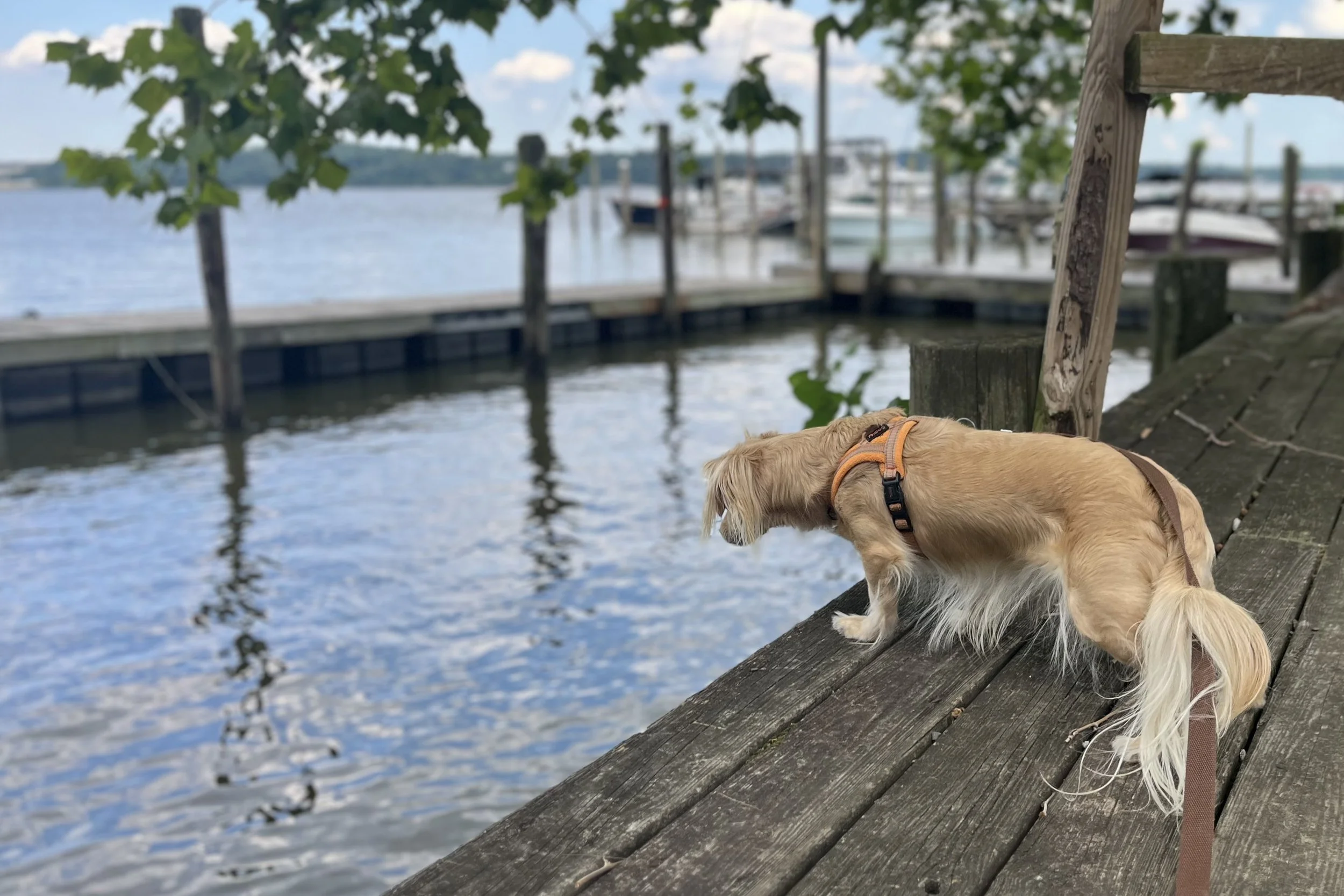 Small tan dog standing on a wooden dock overlooking the water and boats at Belle Haven Marina near Dyke Marsh.
