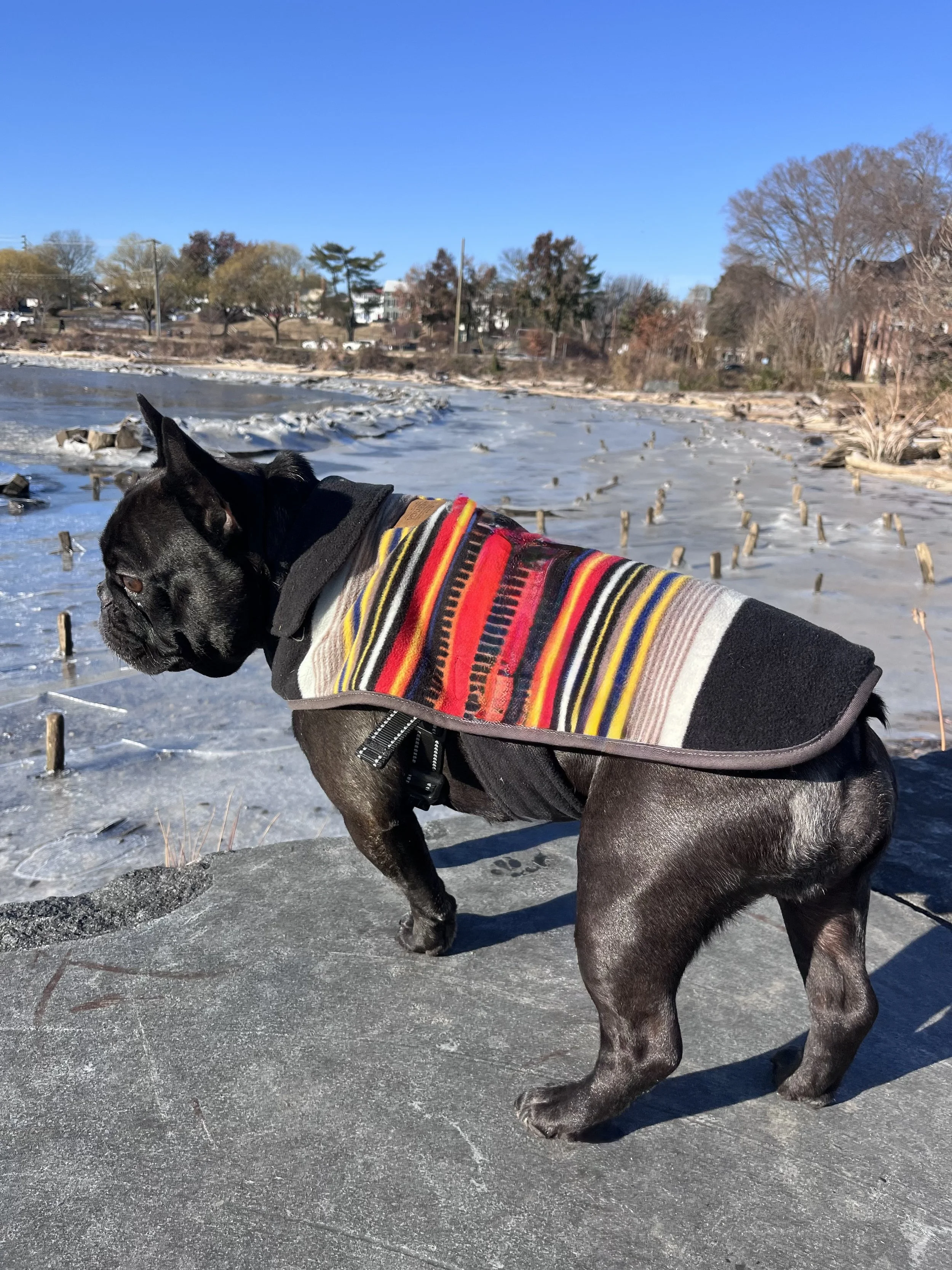 Black dog wearing a striped fleece coat standing near a partially frozen river.