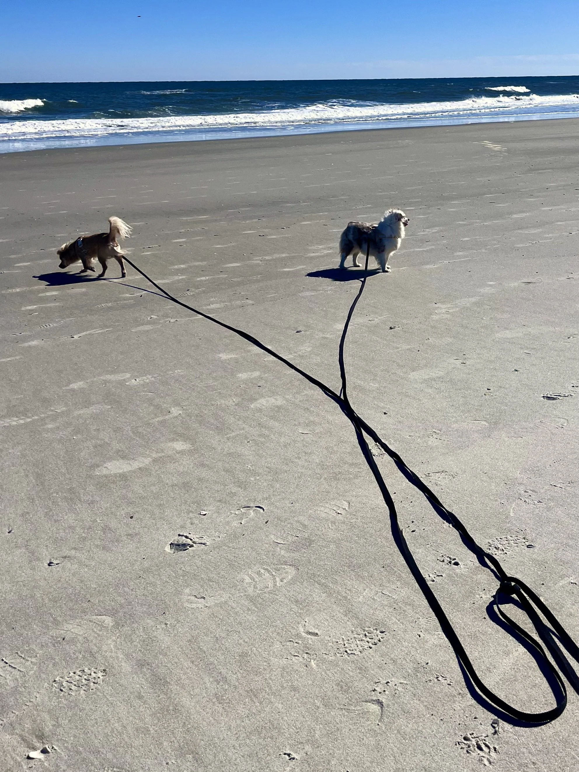 Two leashed dogs standing far apart on a wide, flat stretch of sand at Butler Beach, with long leash lines trailing between them.