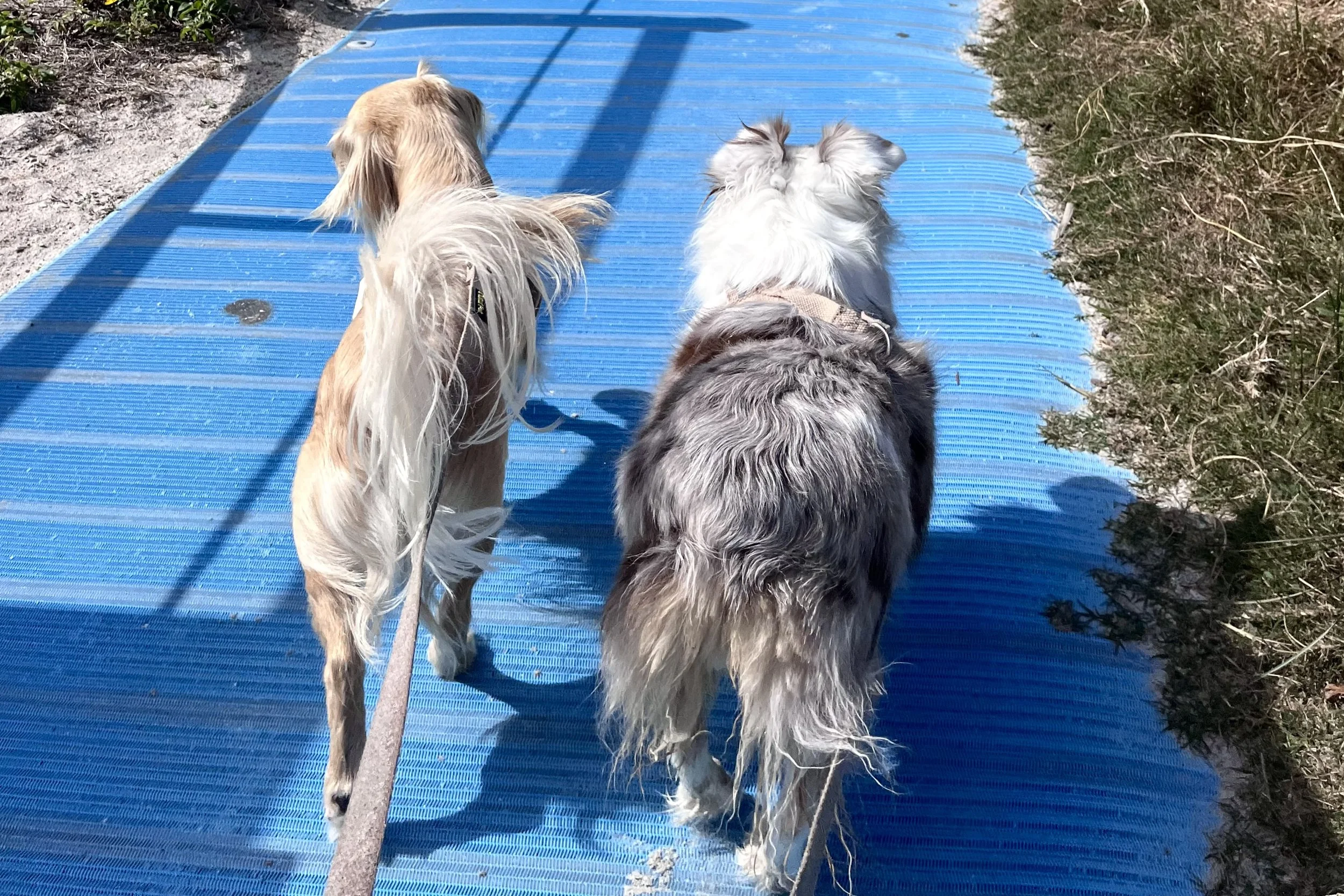 Two small dogs walking on a blue beach access path in St. Augustine during a late-morning outing.