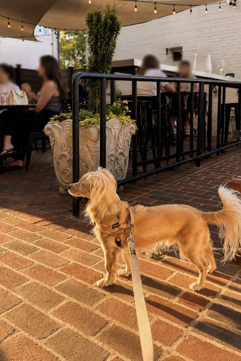 Small dog standing on a brick patio in warm evening light, watching activity around an outdoor dining area while wearing a harness and leash.
