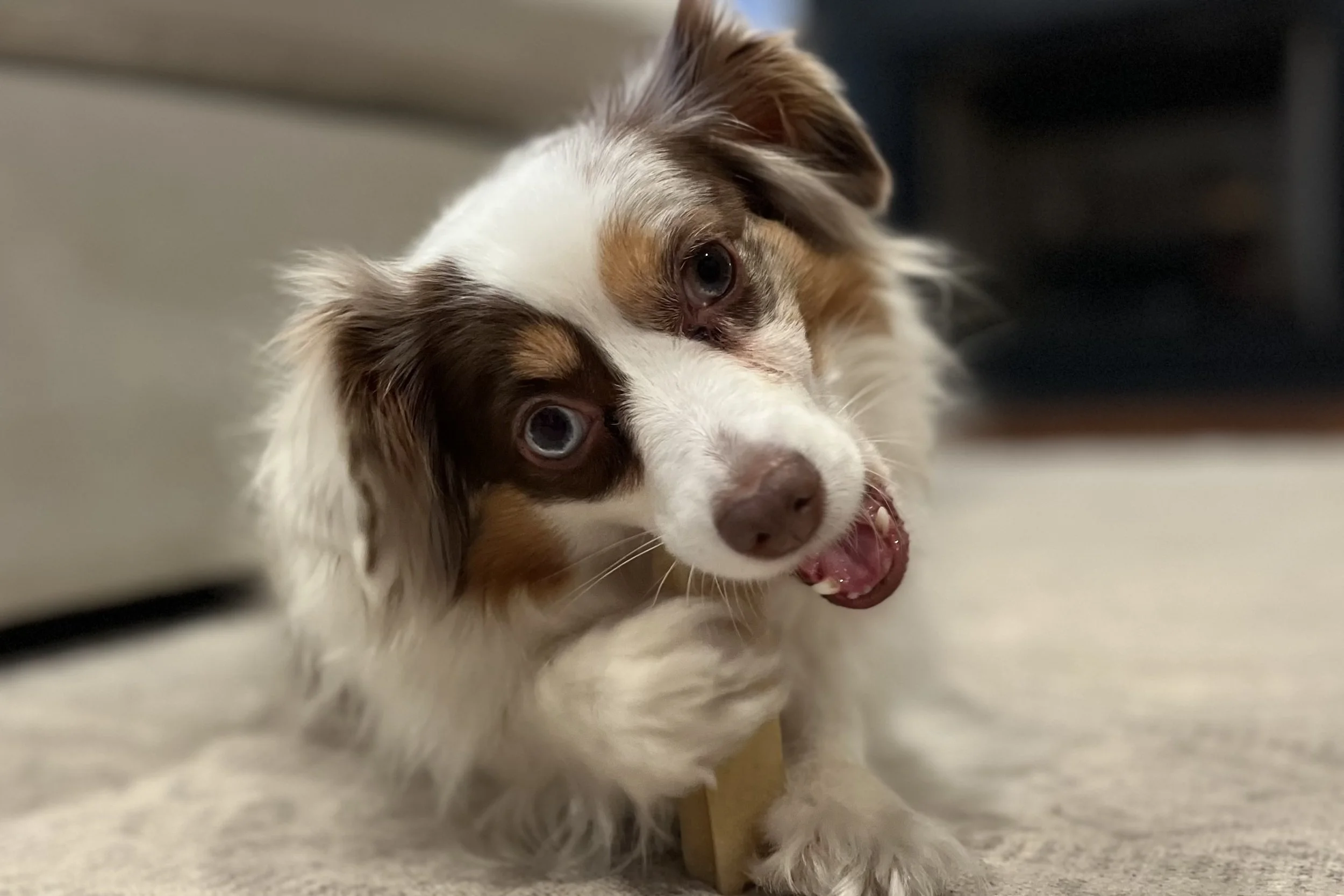 Small dog chewing a long-lasting treat on a rug, using calming behavior to settle