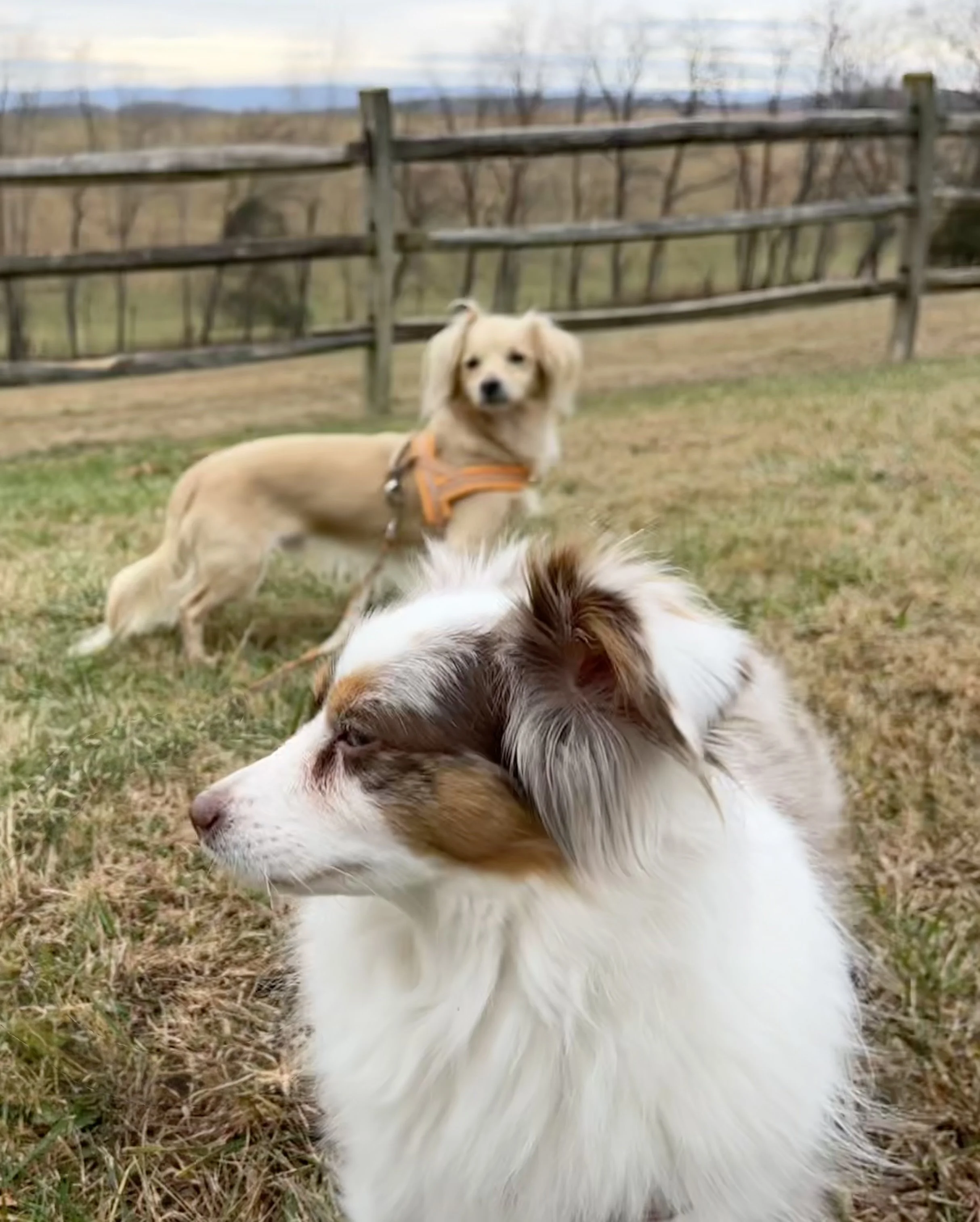 wo dogs exploring Tantivy Lavender Farm in Lexington, Virginia, curious about the fields, cattle, sheep, and guinea hens, dog-friendly outdoor area.