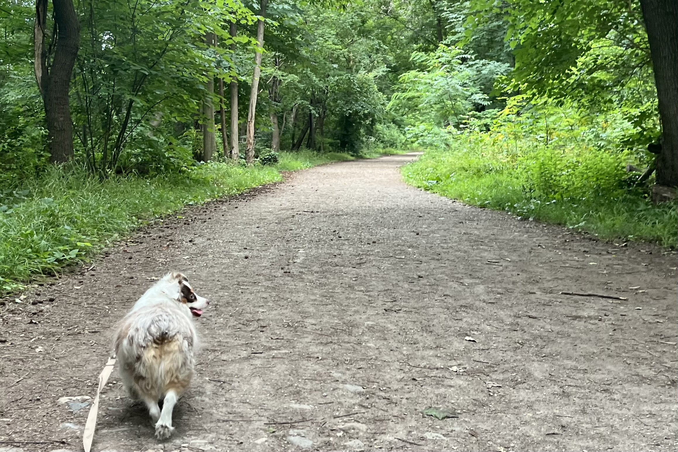 Small Australian Shepherd walking along a wide shaded gravel trail through Dyke Marsh Wildlife Habitat surrounded by dense green trees and vegetation.