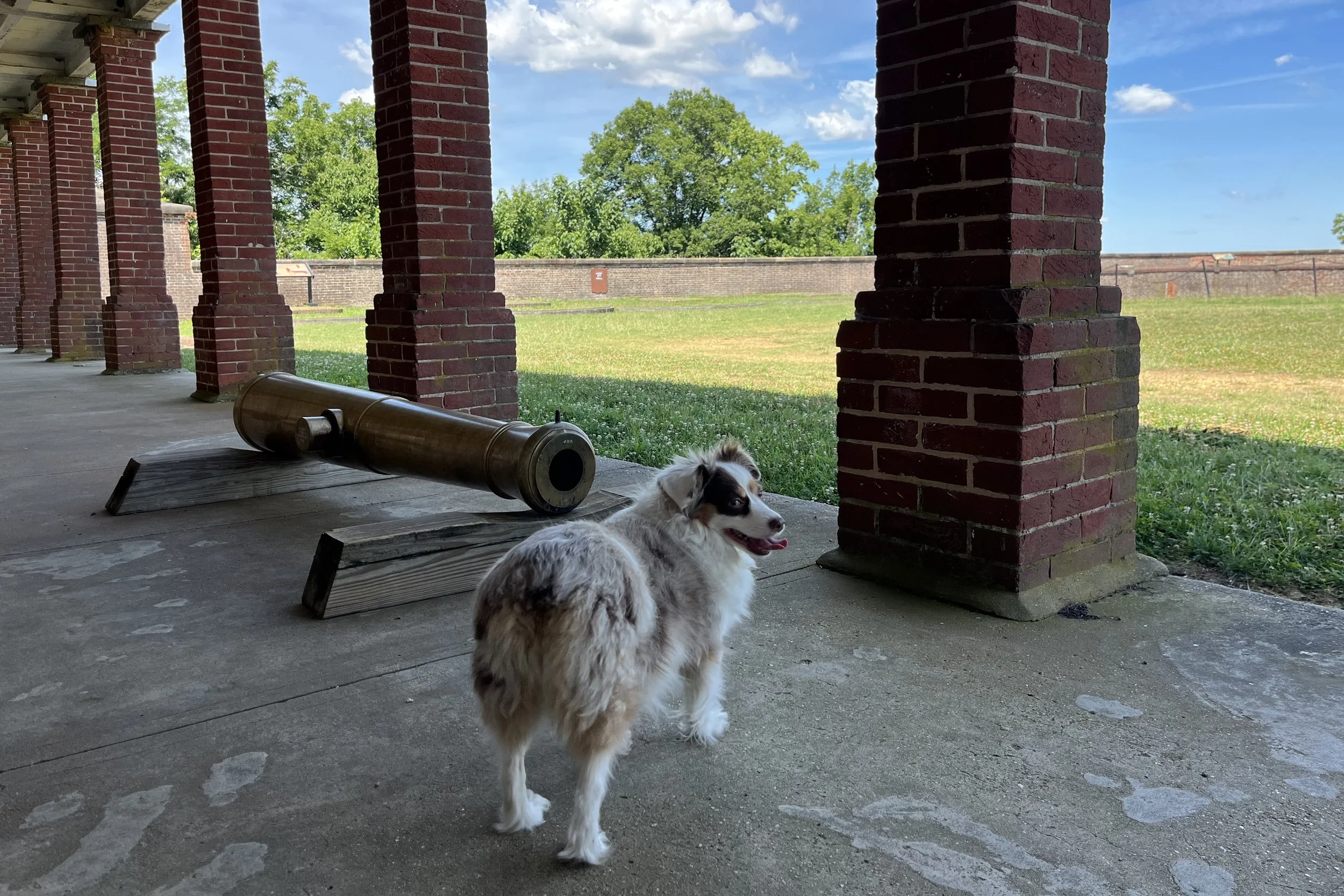 Small dog standing beside a historic cannon under the shaded porch at Fort Washington.