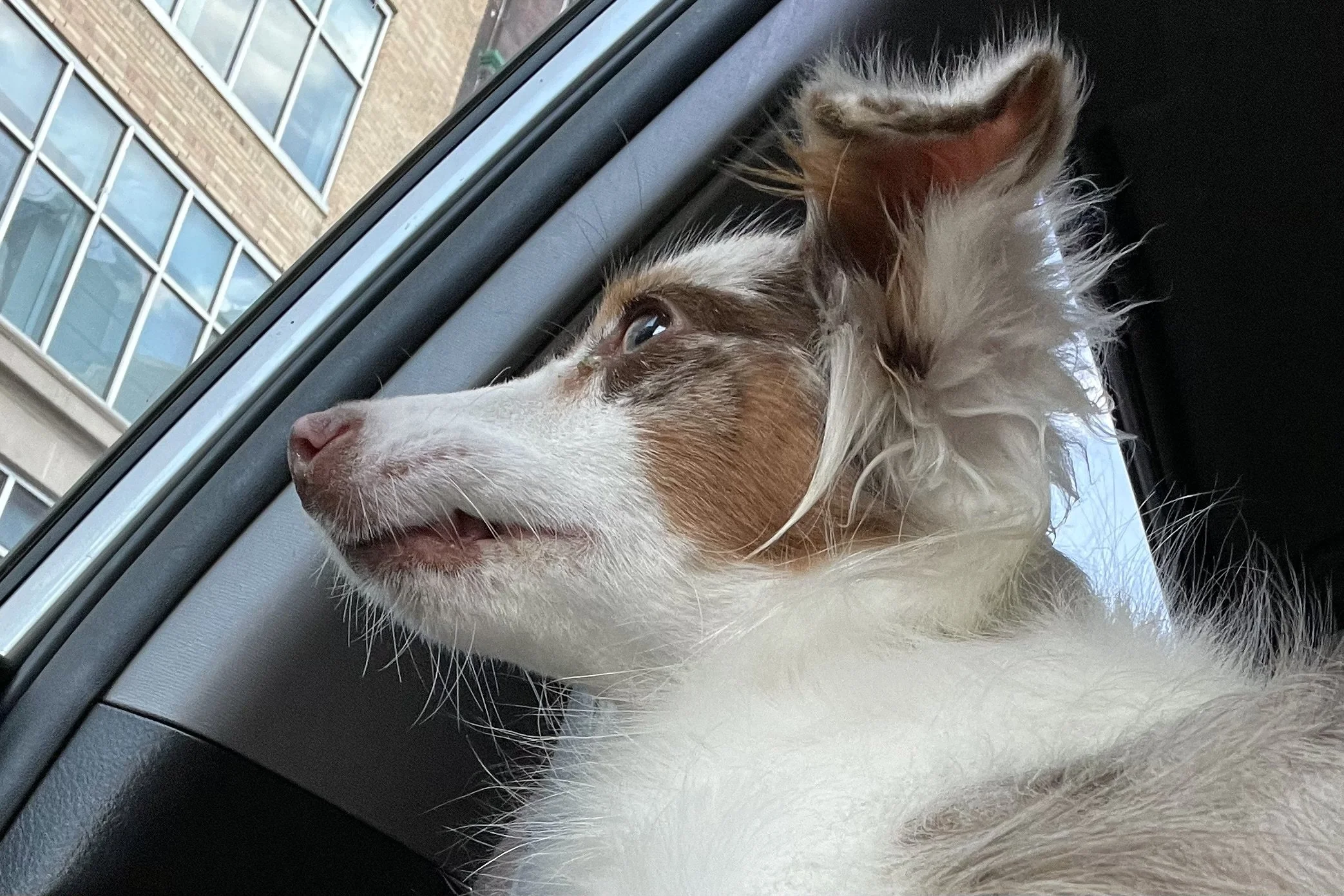Small white dog looking out a car window while riding, observing passing surroundings