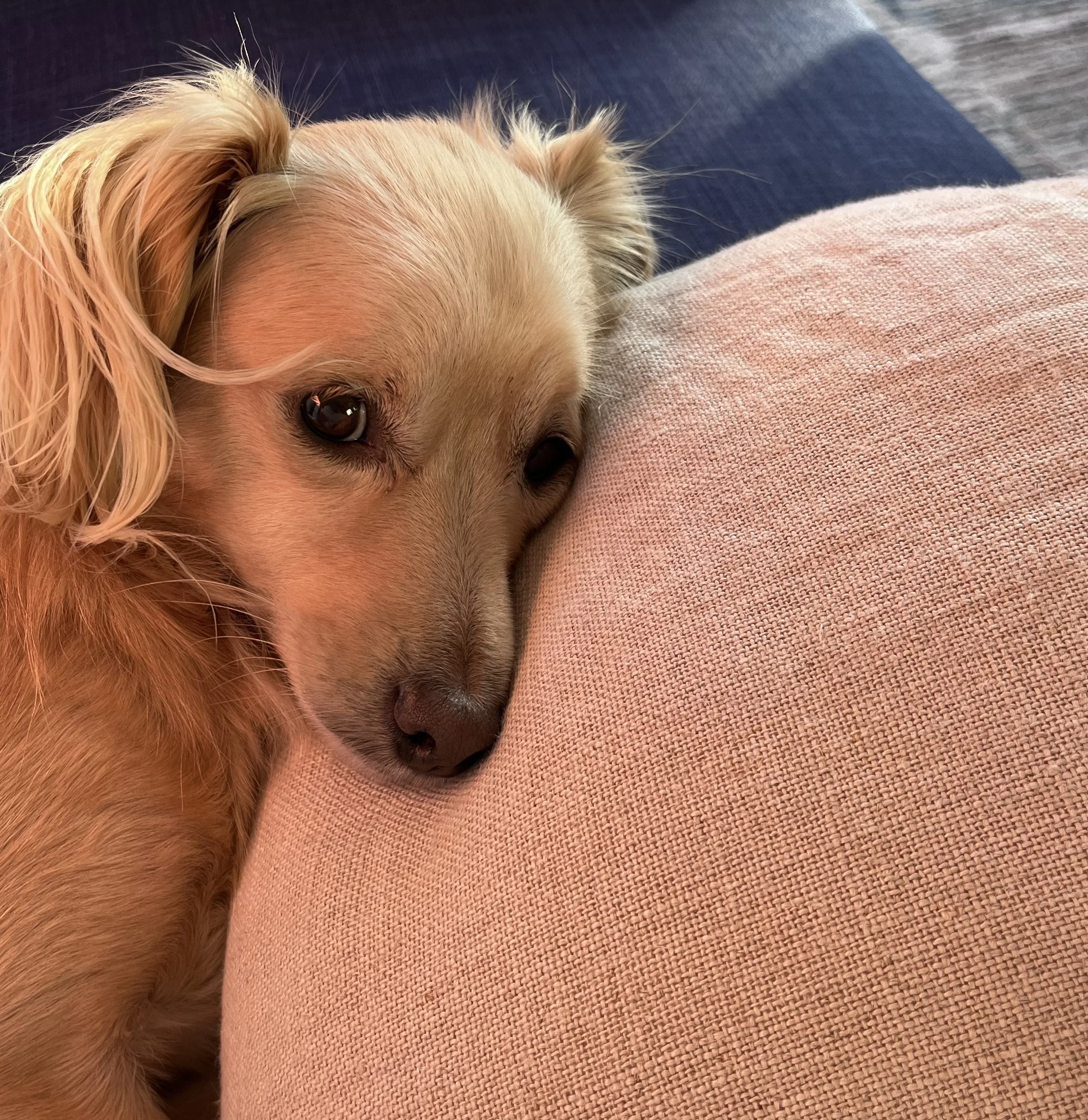 Small tan dog lying on a couch with its head pressed into a cushion, awake and watchful rather than asleep.