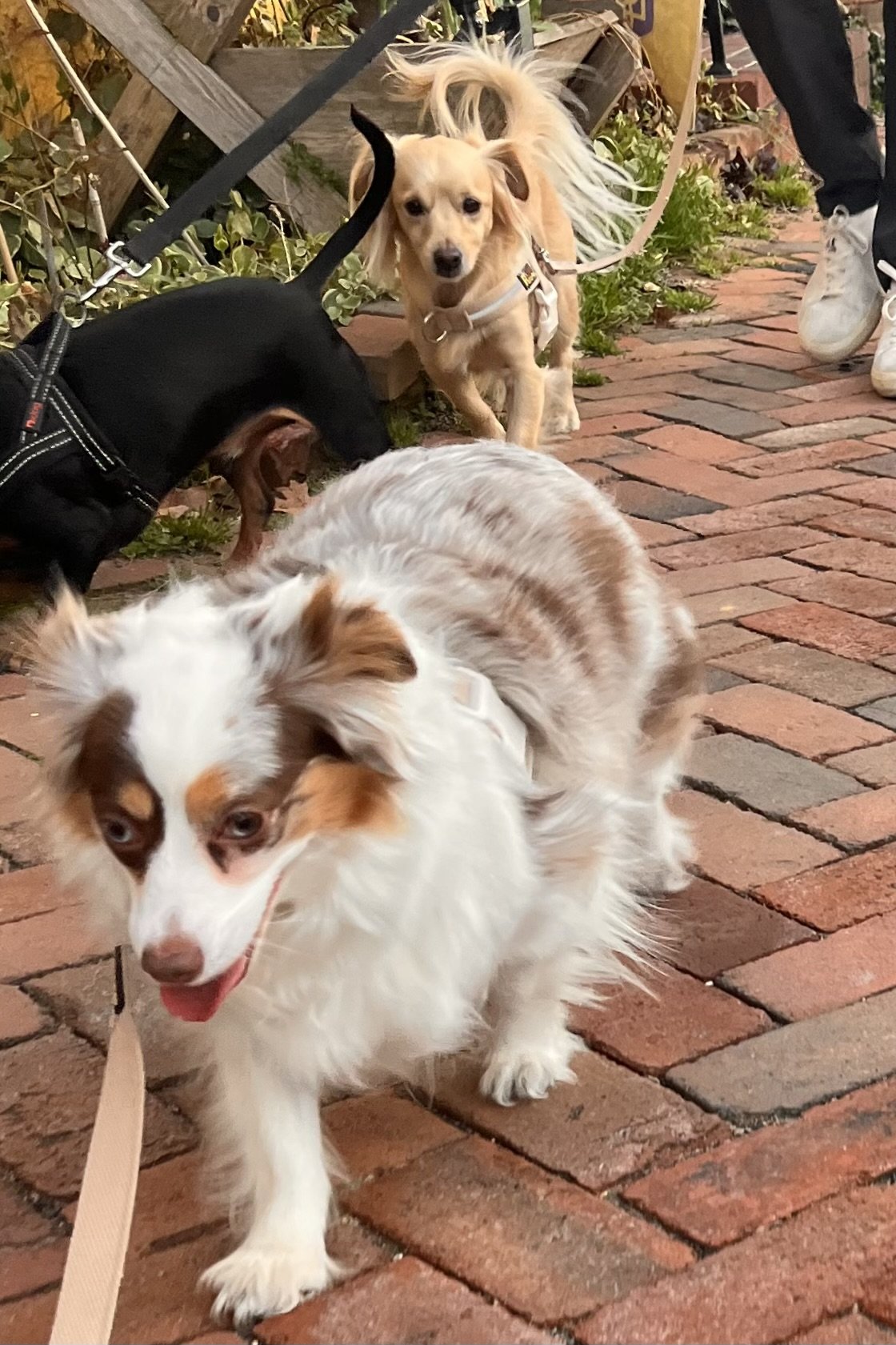 Small dogs on leashes navigating a busy sidewalk with other dogs and distractions, showing how new environments require more attention from dogs.