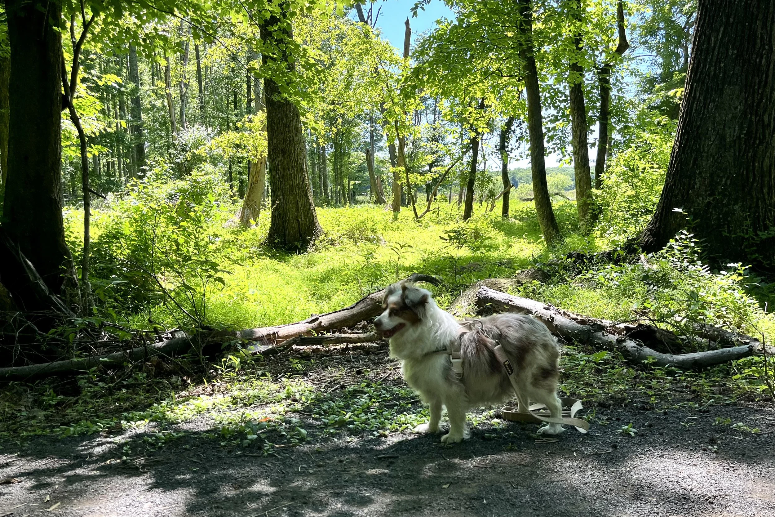 Small Australian Shepherd standing beside a shaded trail overlooking a sunlit marsh at Huntley Meadows Park.