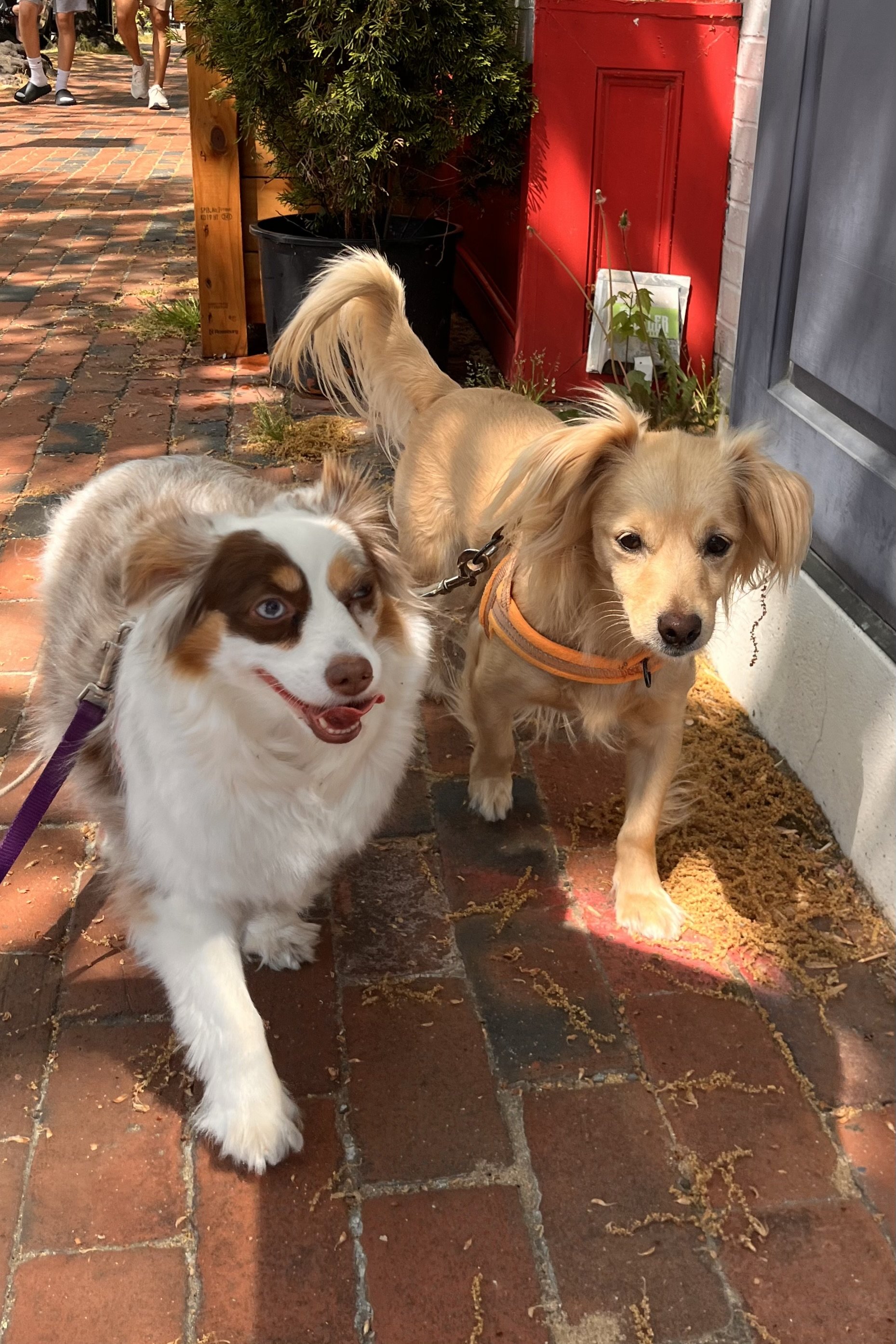 Archie and Saydie walking together along a quiet brick sidewalk during a relaxed dog-friendly outing.