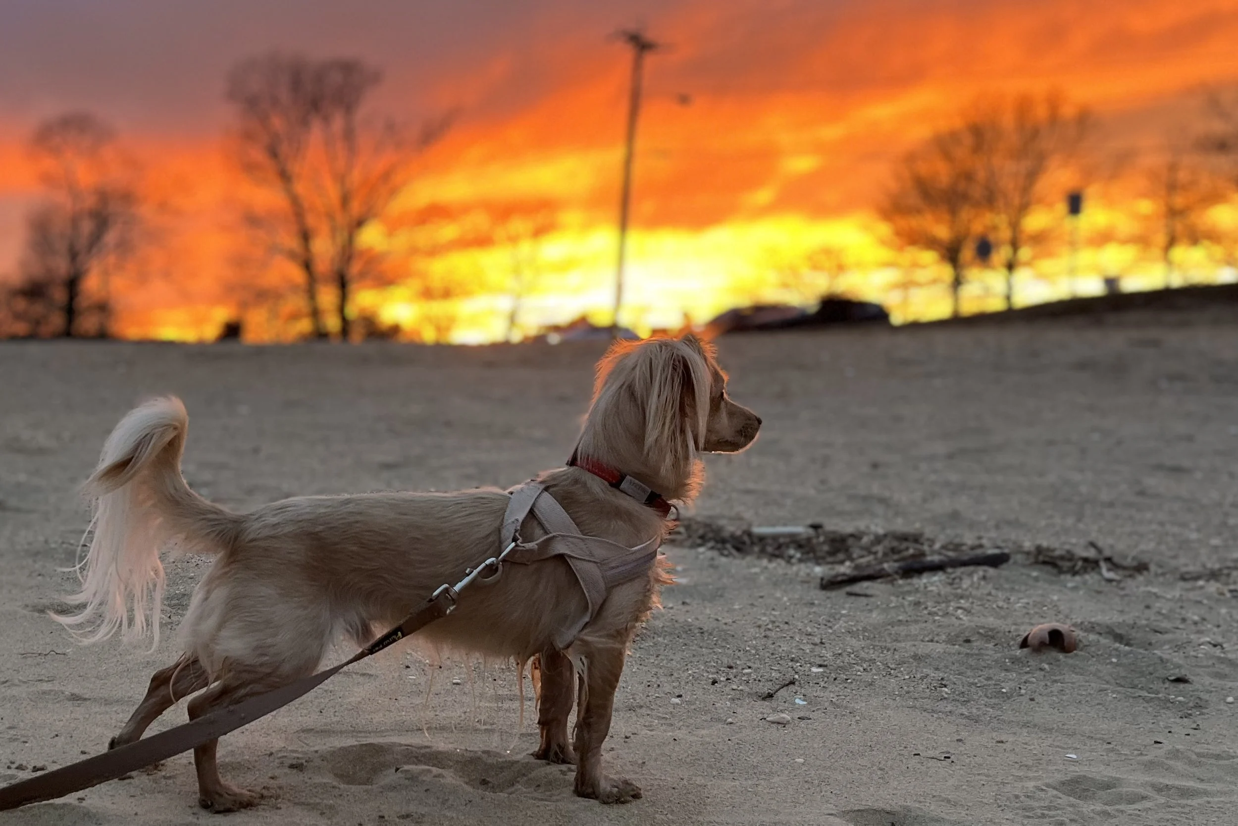 Small dog standing on the sandy beach at Colonial Beach Virginia watching a bright orange sunset along the Potomac River shoreline.