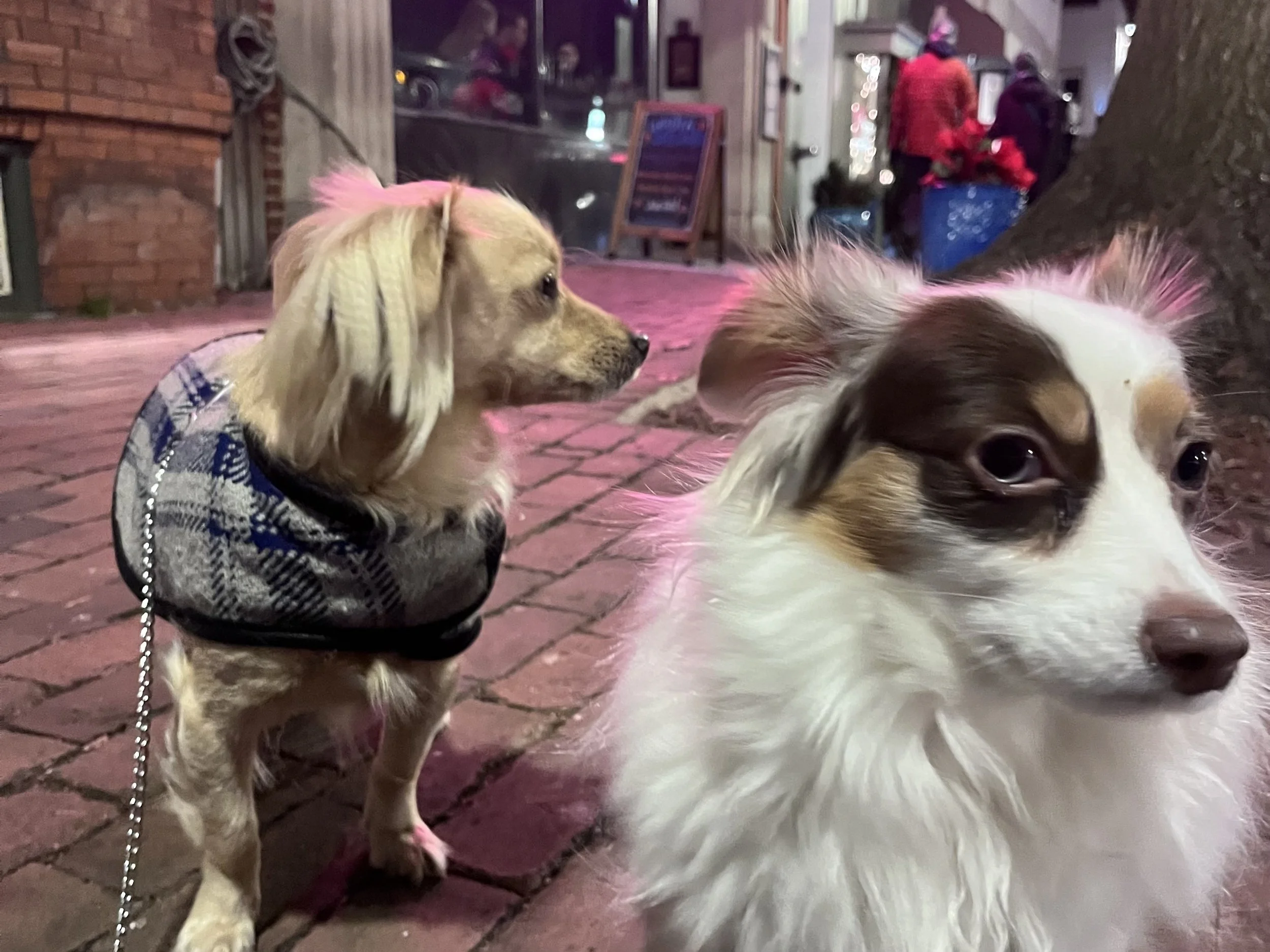 Two small dogs standing on a brick sidewalk at night while watching activity on a busy street in a historic district.