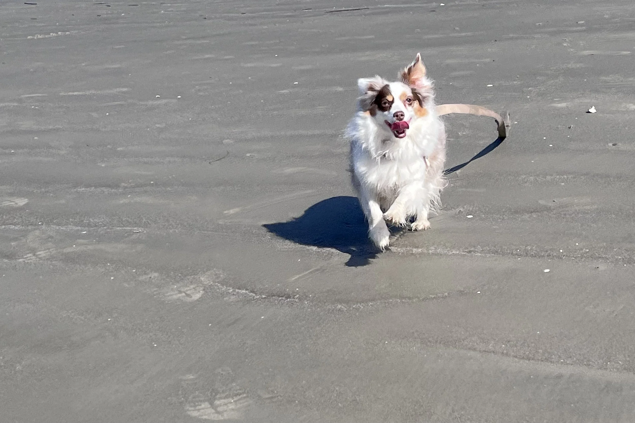 White dog running toward the camera on wet sand at Driftwood Beach on Jekyll Island.