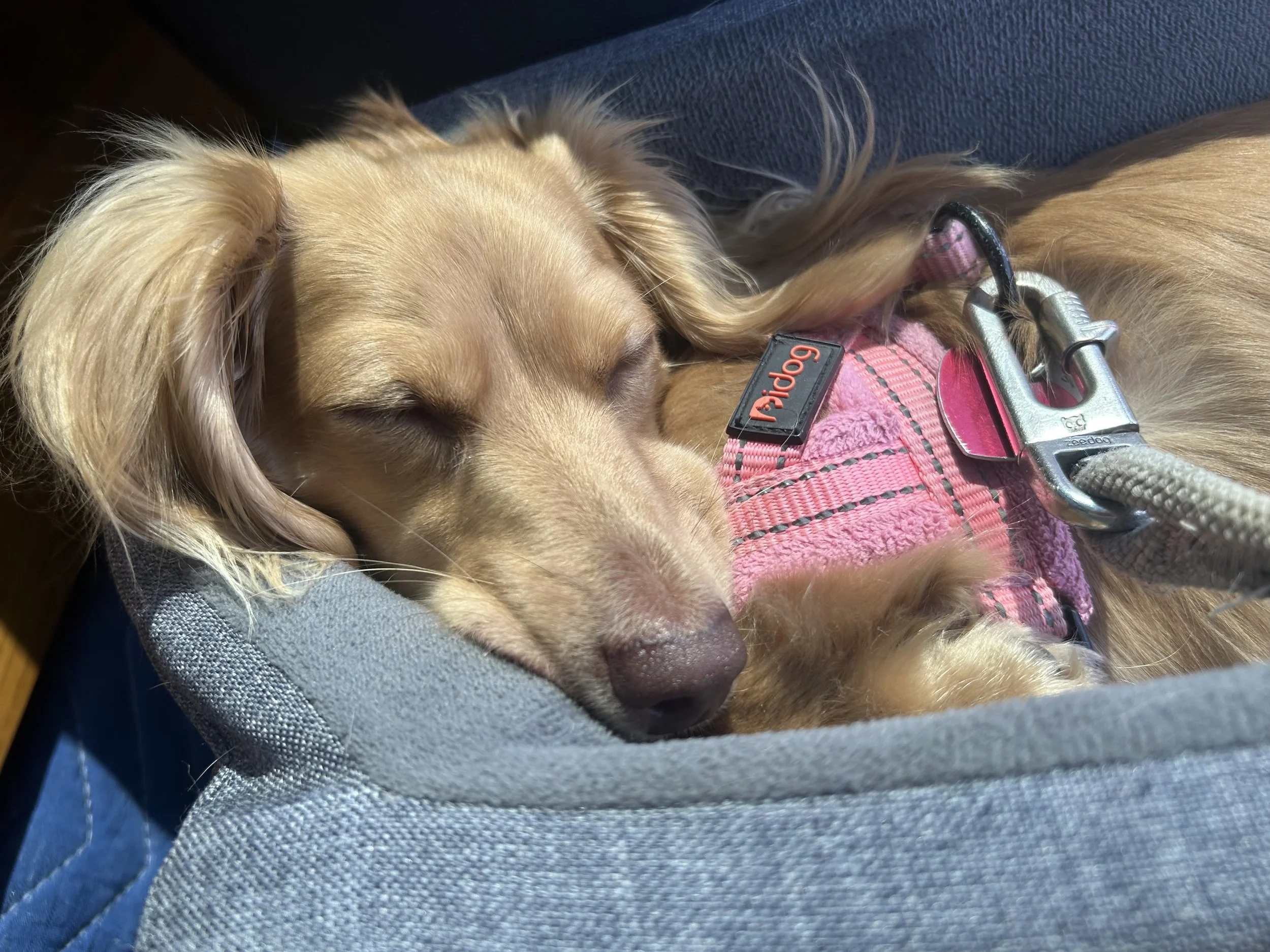 dog sleeping peacefully in car fully settled during travel