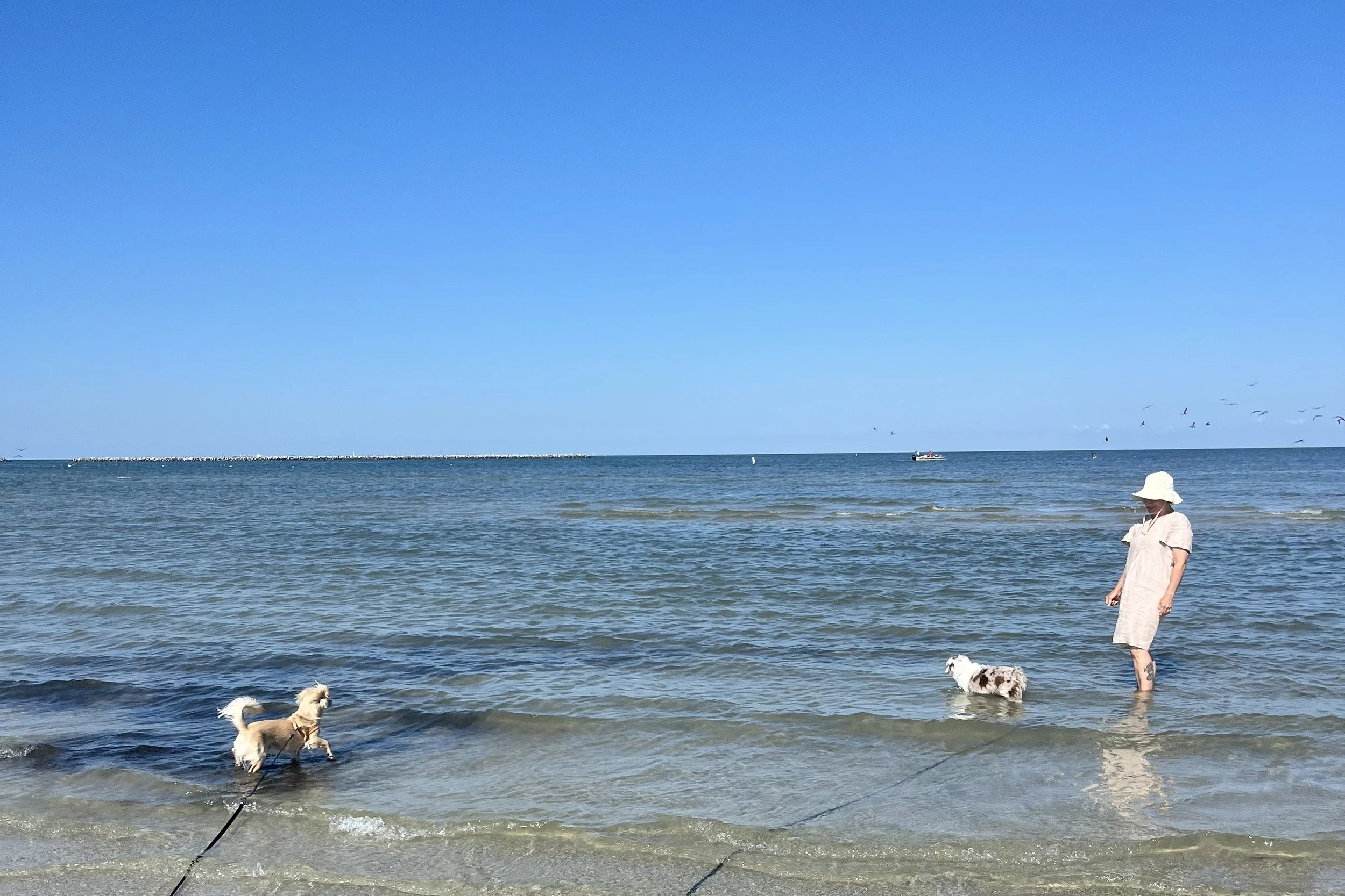 Woman standing in shallow water with two small dogs on a wide beach in Cape Charles, Virginia.