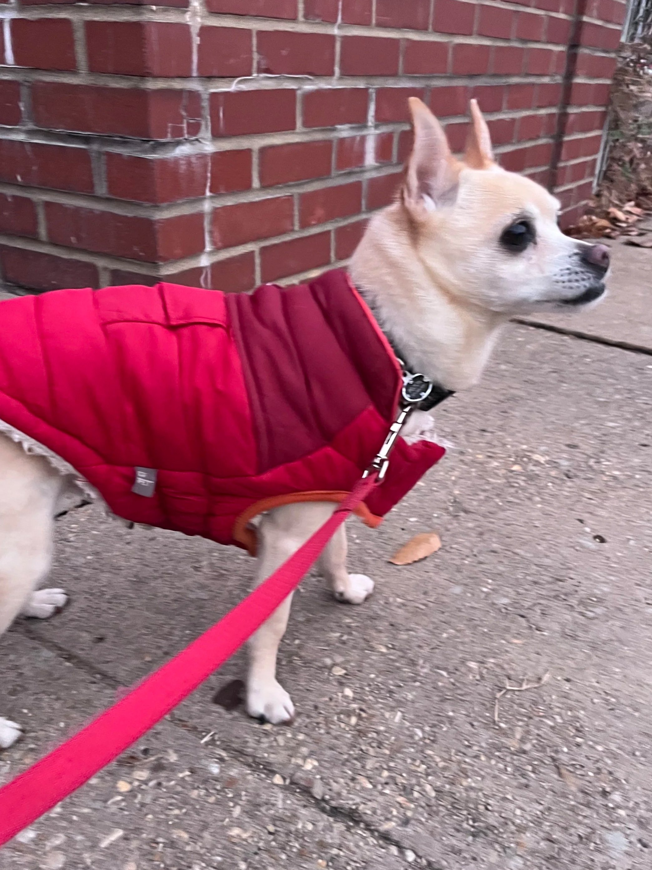 Small light-colored dog wearing a red insulated jacket, standing on a sidewalk next to a brick wall while on leash.