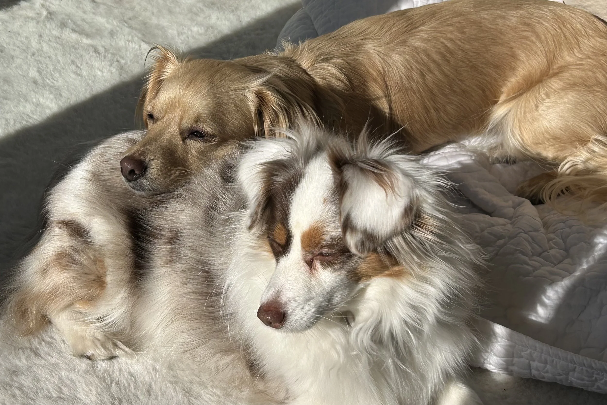 Two small dogs resting together in bright indoor sunlight after spending time outside during hot summer weather.