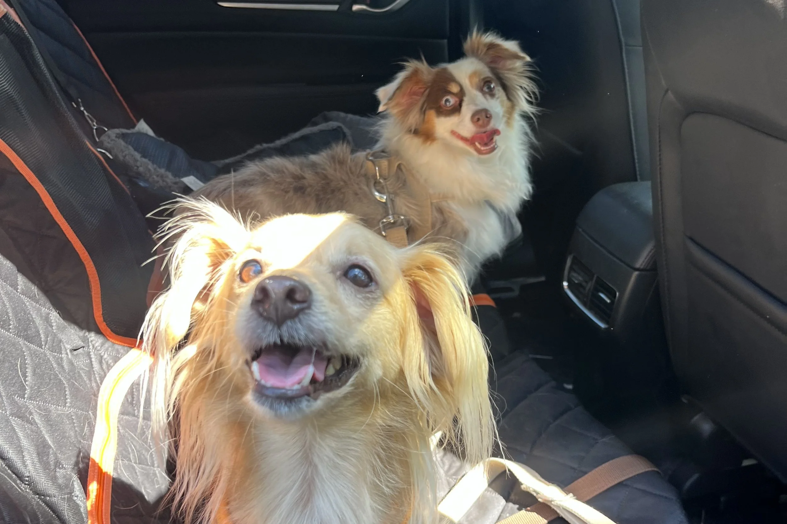 Archie and Saydie in the car after visiting four dog-friendly farms in Northern Virginia.