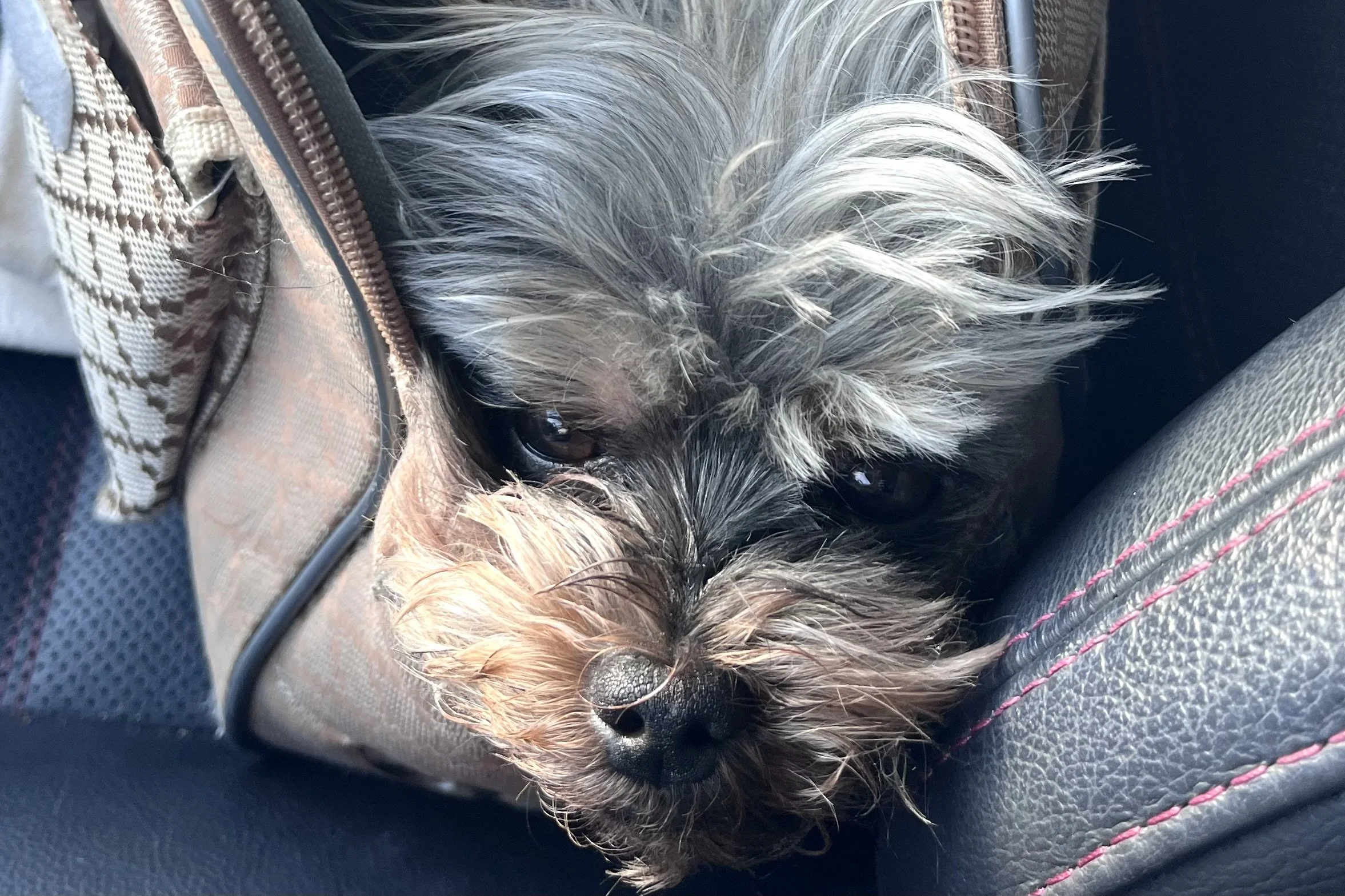 Small Yorkie resting inside a partially zipped carrier in the car, looking withdrawn and slightly stressed during a ride.
