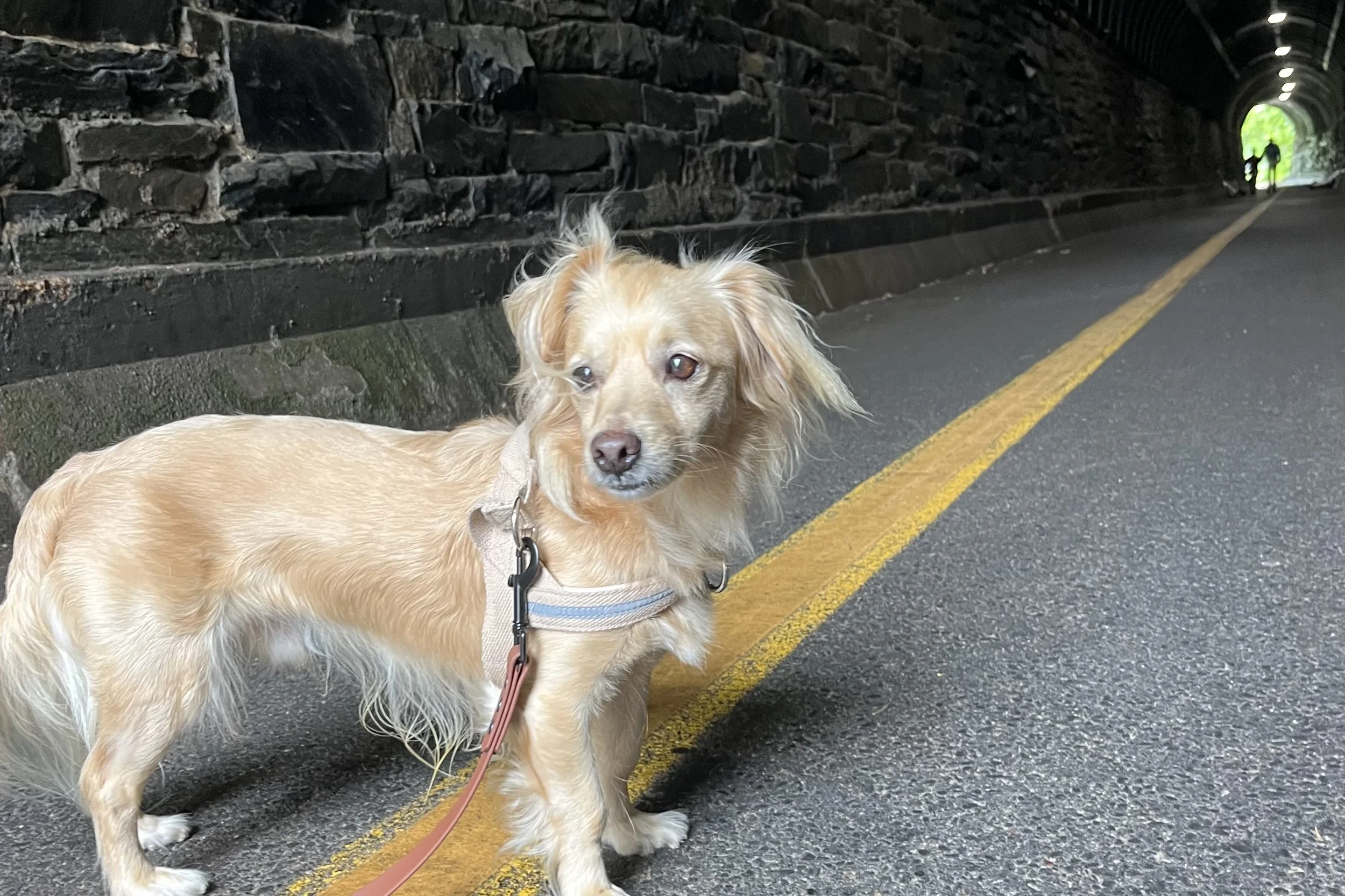 Archie standing inside Wilkes Street Tunnel in Old Town Alexandria beside the yellow center line with historic stone walls and the tunnel entrance visible in the distance.