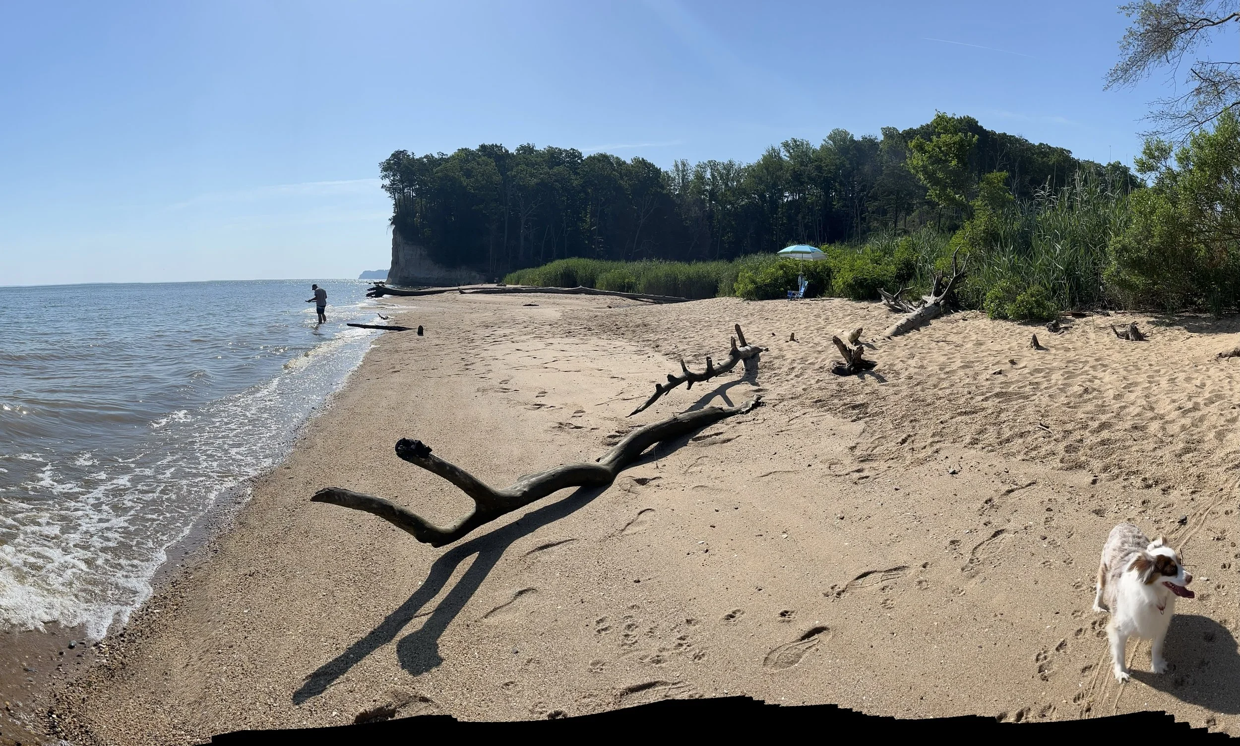 Sandy shoreline at Westmoreland State Park with driftwood along the water’s edge, calm river waves, wooded cliffs in the distance, and a dog walking along the beach.
