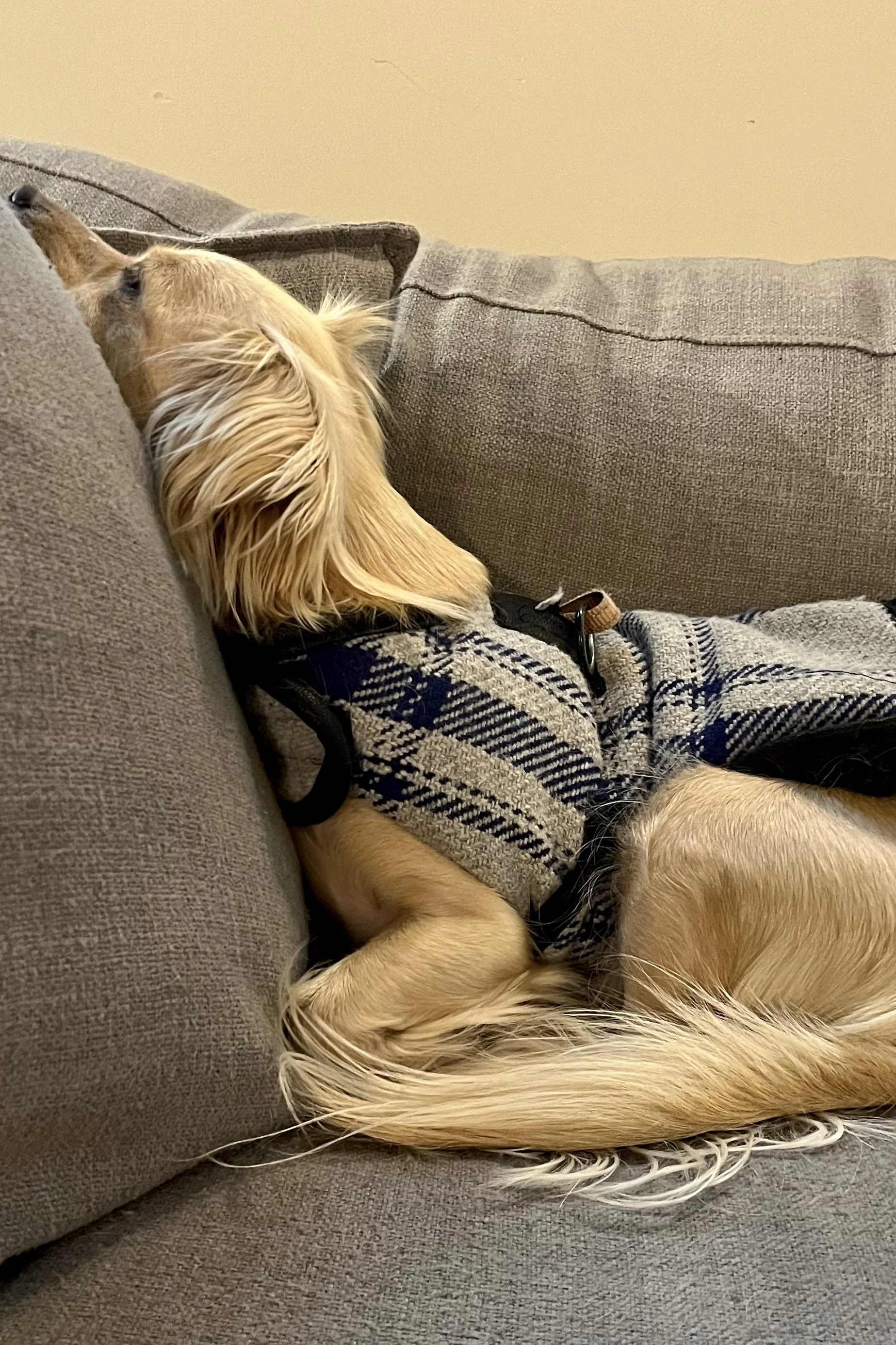 Small dog resting on a couch after a day of hiking near Floyd, Virginia.