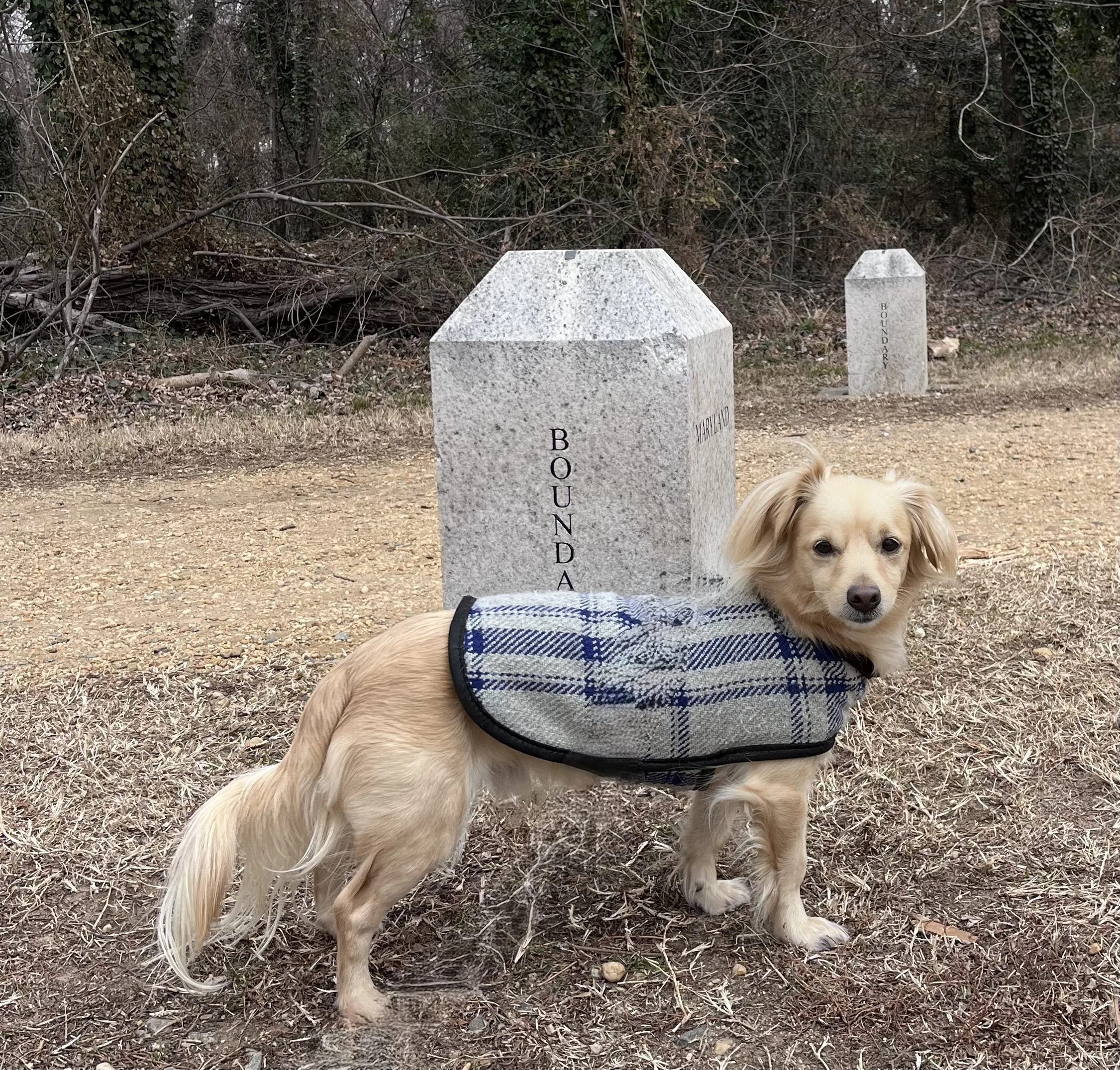 A leashed dog standing beside a historic stone boundary marker engraved “Boundary,” with additional boundary stones visible along the path at Jones Point.