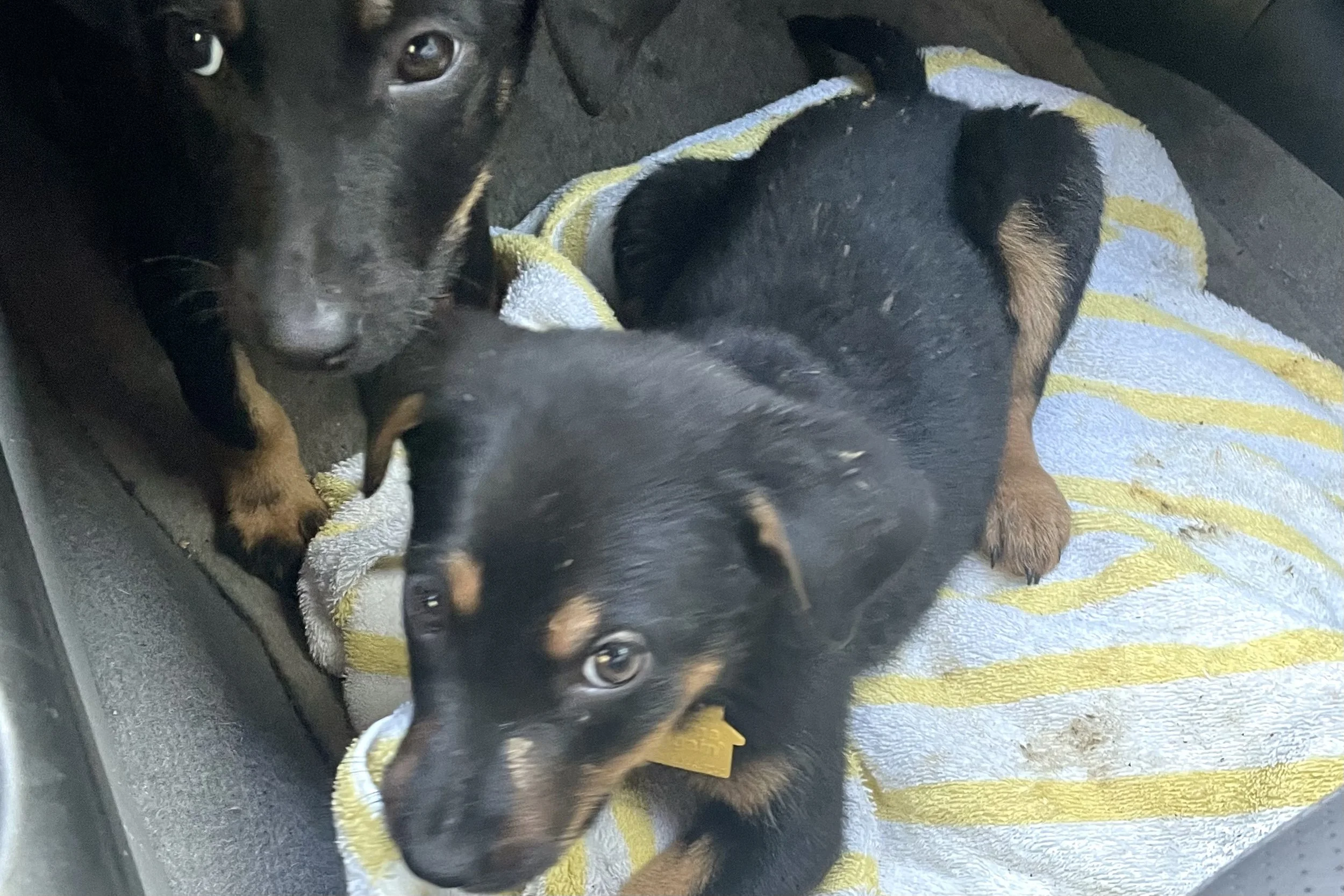 Two puppies sitting on a towel in the car footwell without visible restraint, positioned low and unsecured during a car ride.