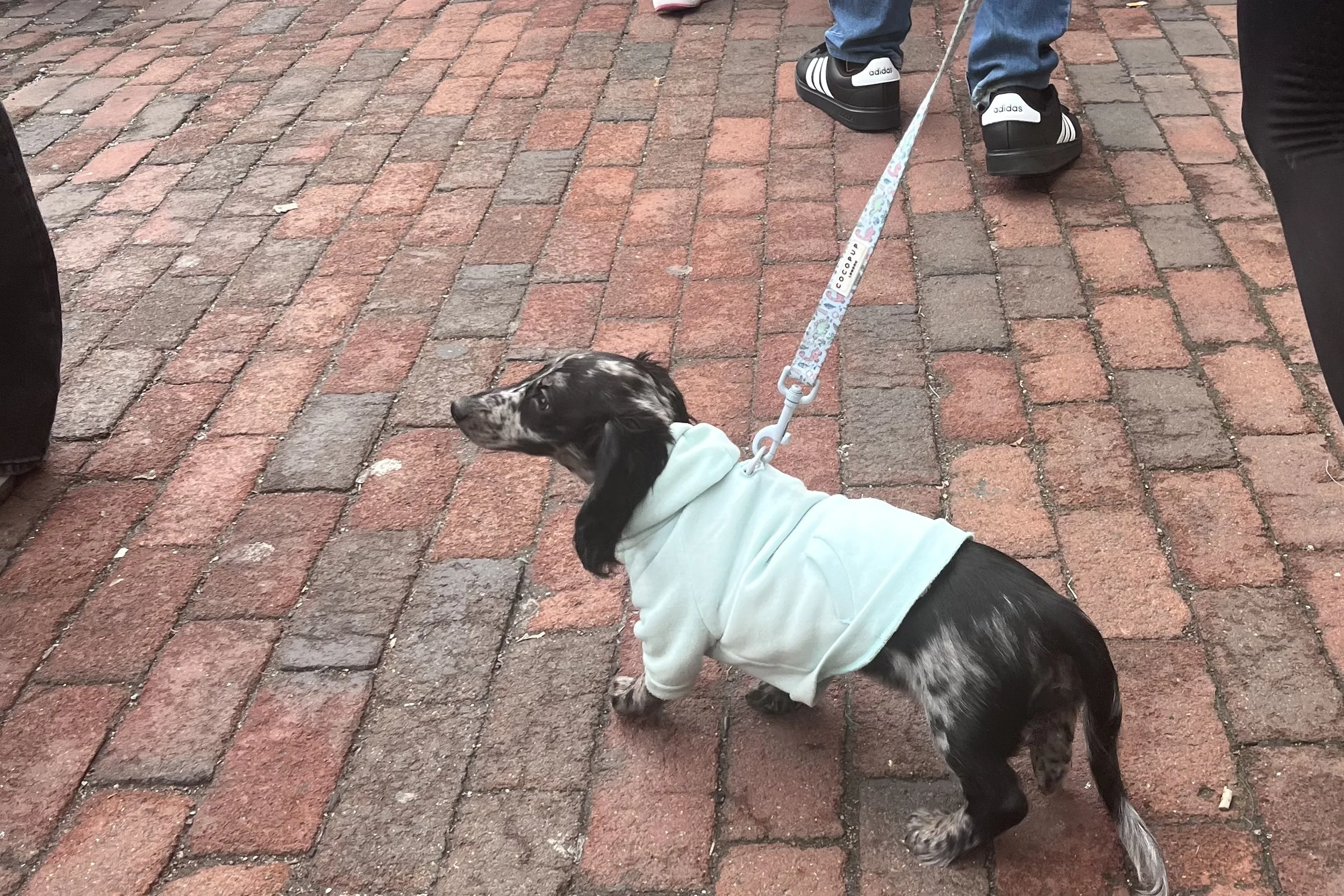 Small dog on a leash in a crowded sidewalk setting, body slightly tense and turned away, showing early signs of discomfort.