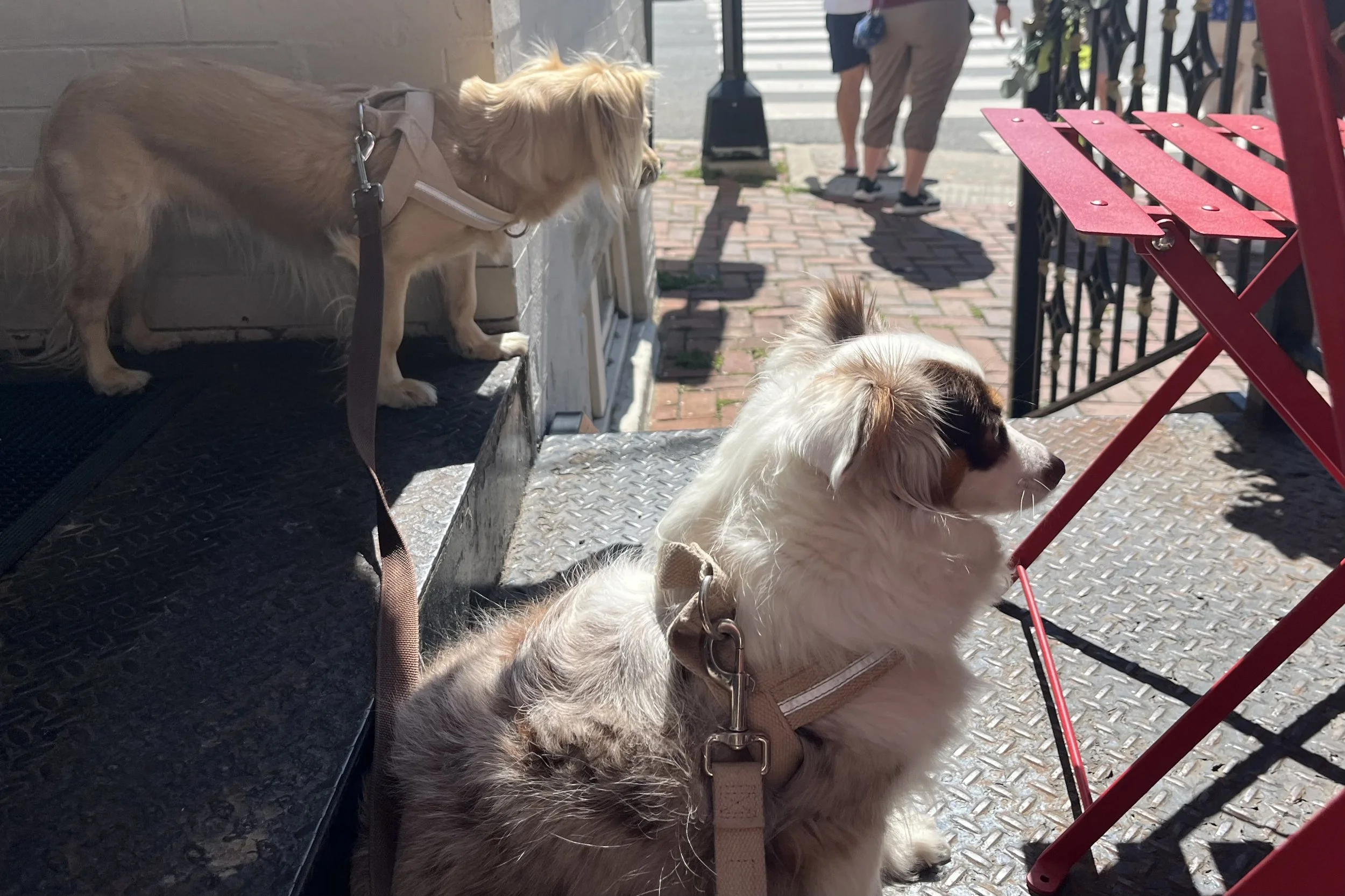 Archie and Saydie relaxing beside an outdoor table at Turkish Coffee Lady in Old Town Alexandria, with Archie watching pedestrians on the sidewalk.