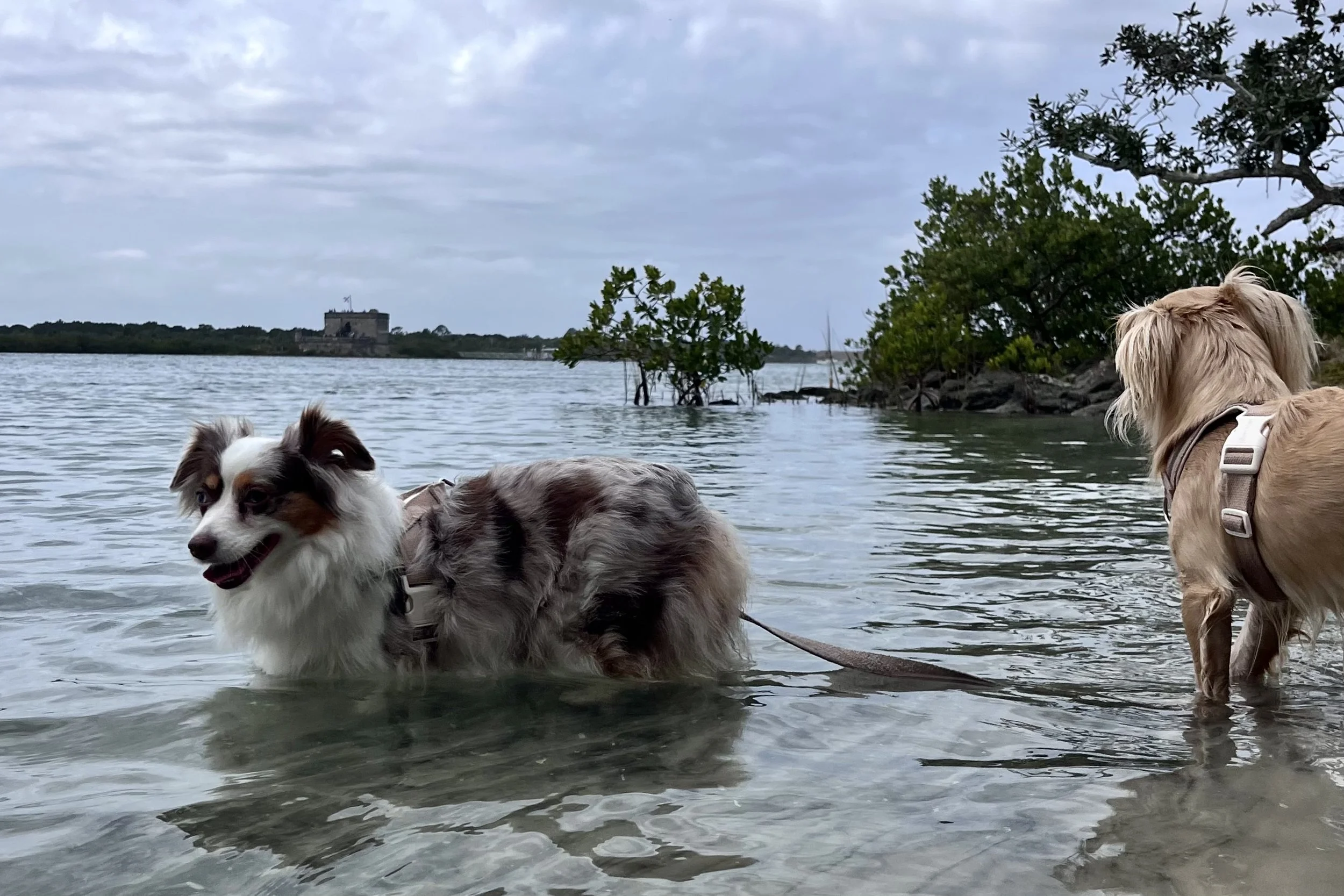 Two small dogs standing calmly in shallow water near Fort Matanzas in St. Augustine, with mangroves and the historic fort visible in the distance under a cloudy sky.