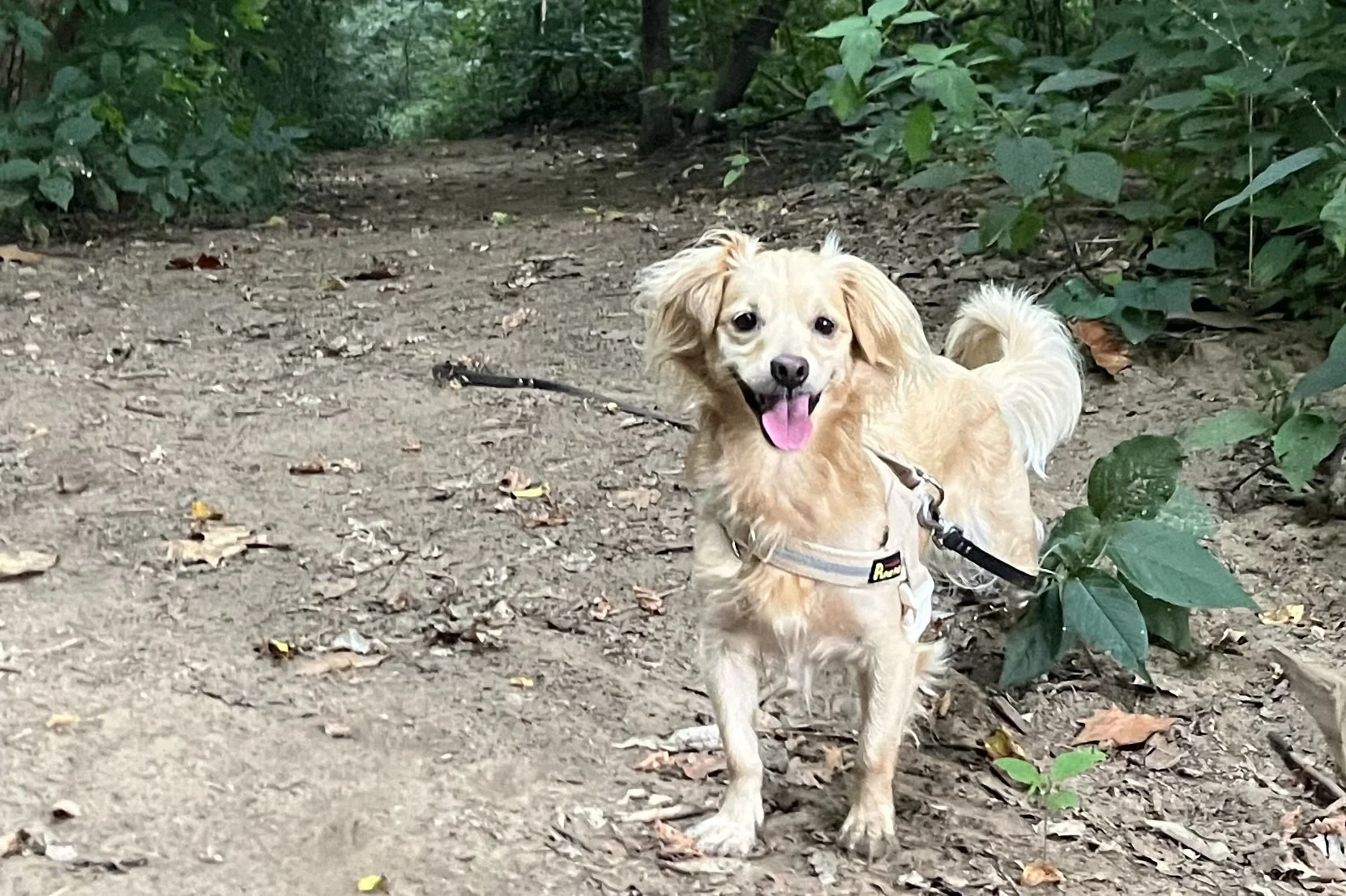 Archie panting while standing on a wooded trail.