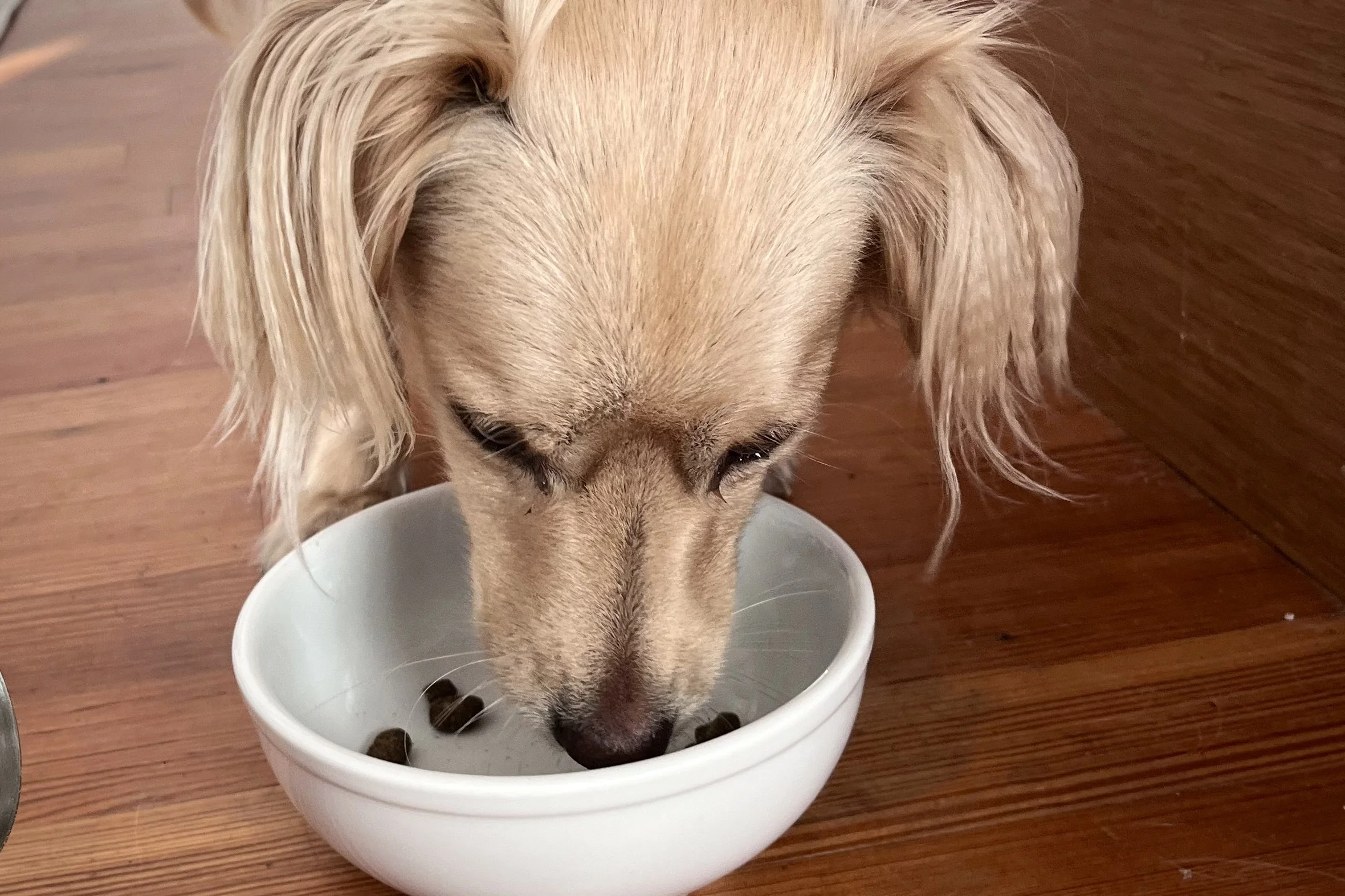 Close-up of dog eating moderate meal before a planned long car ride.