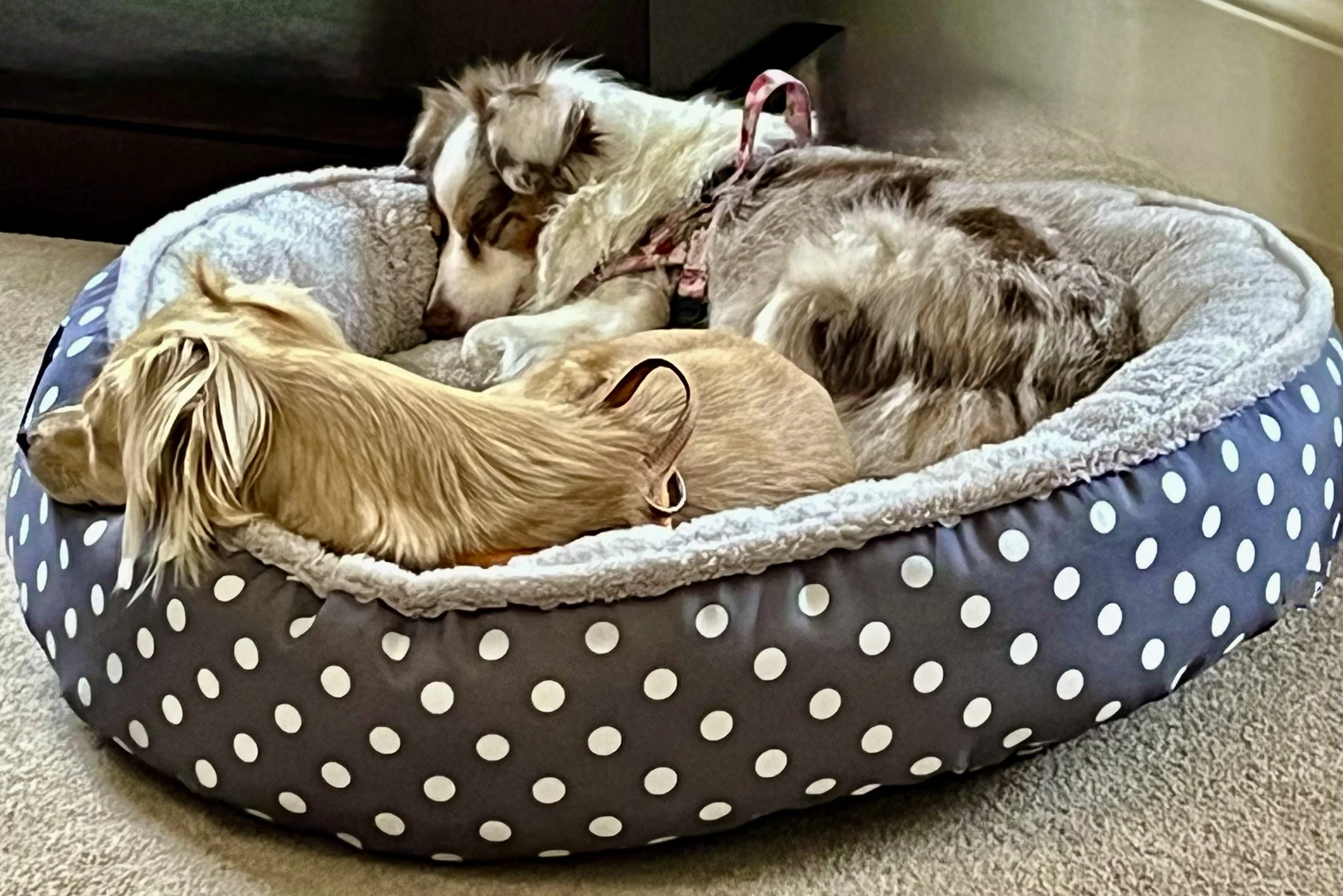 Two small dogs curled together in a round dog bed inside a rental home, resting closely as they adjust to a new environment.
