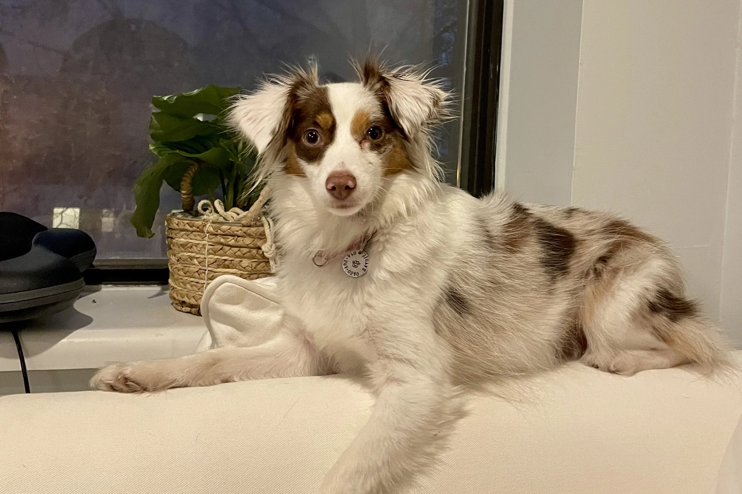 Small Australian Shepherd resting comfortably on the back of a white sofa, looking calmly toward the camera near a window.